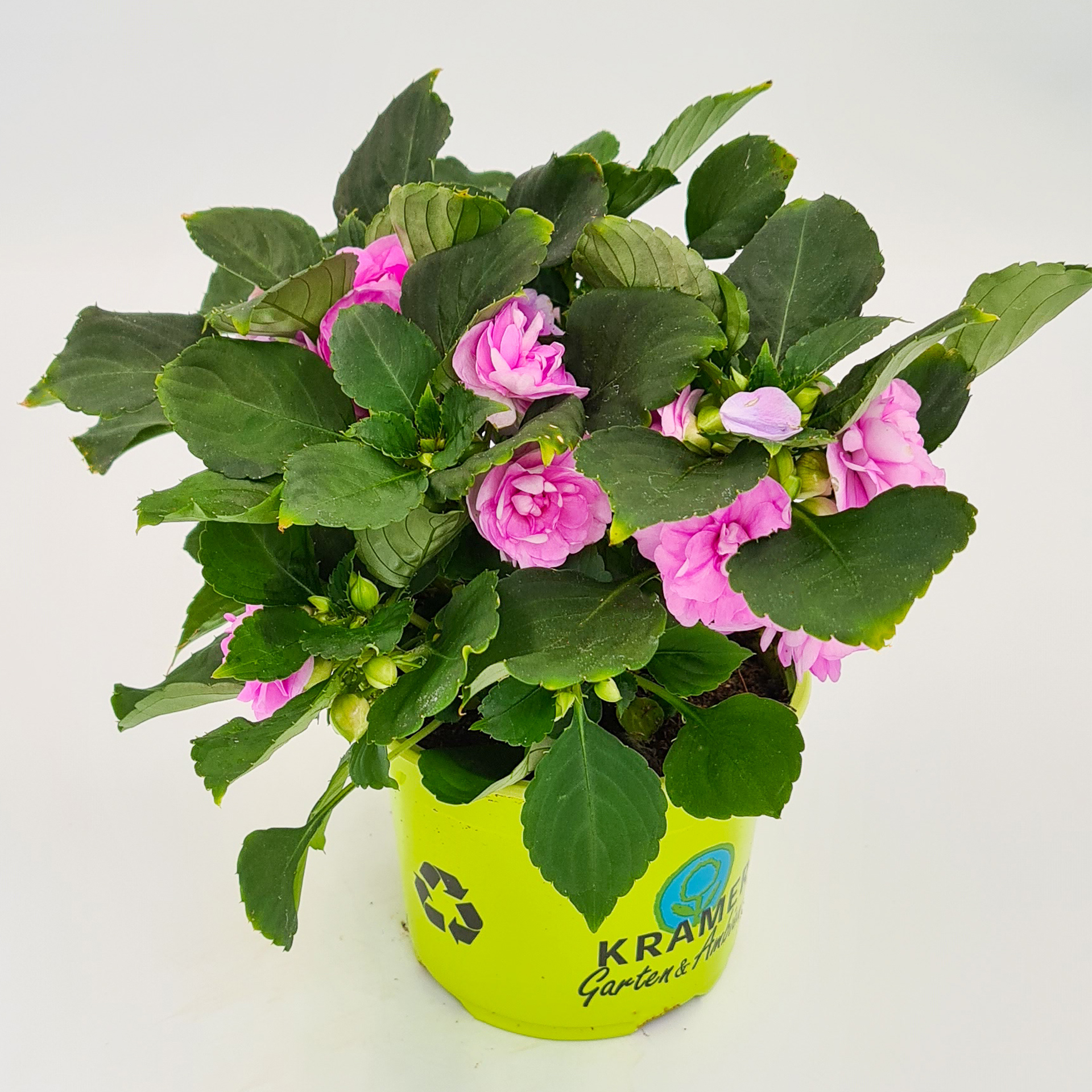 Fleißiges Lieschen gefüllt - Impatiens 'Musica Electric Purple', 12cm Topf