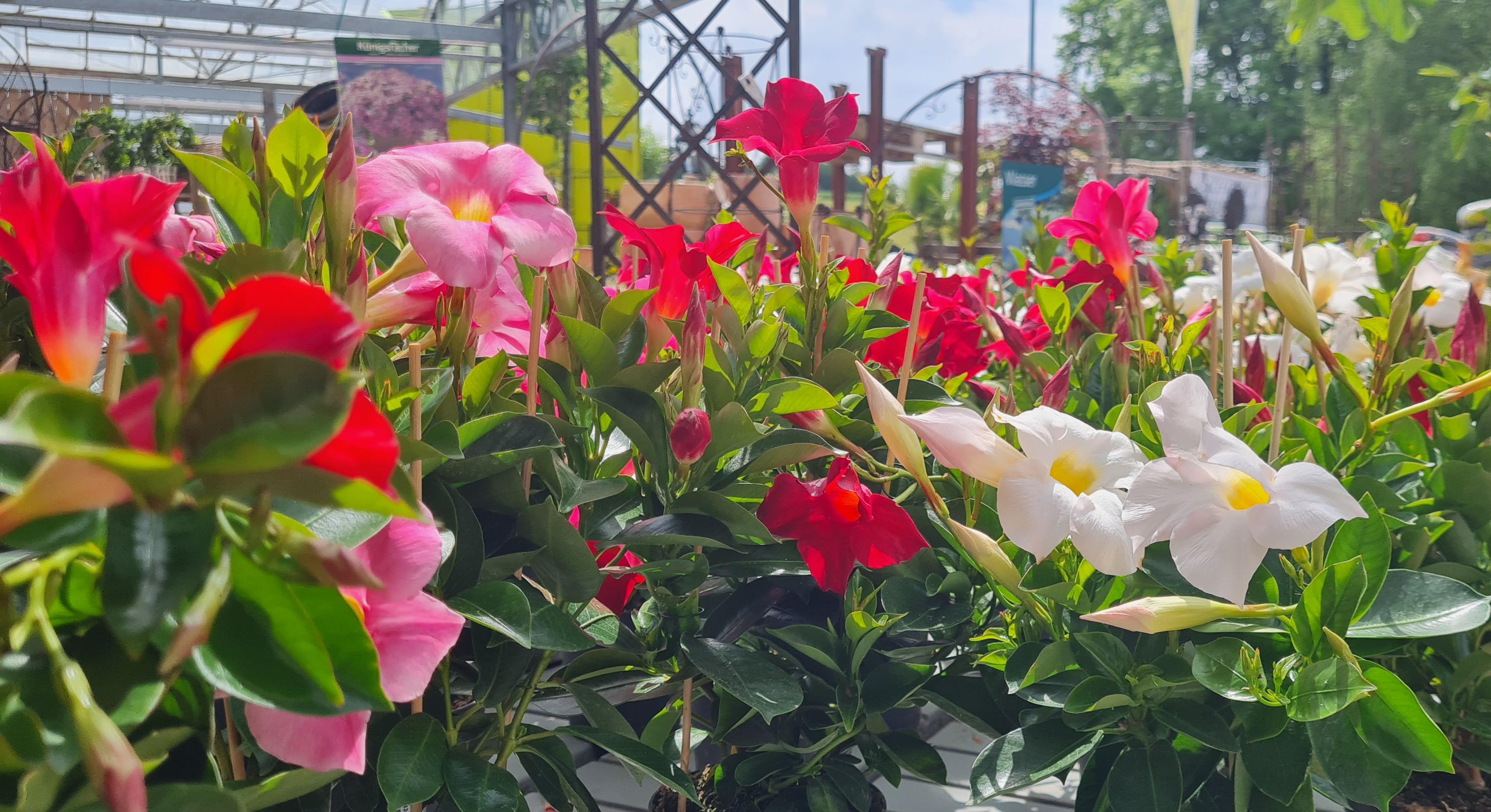 Blume, Geranie, Garten, Blütenblatt, Topfpflanze
