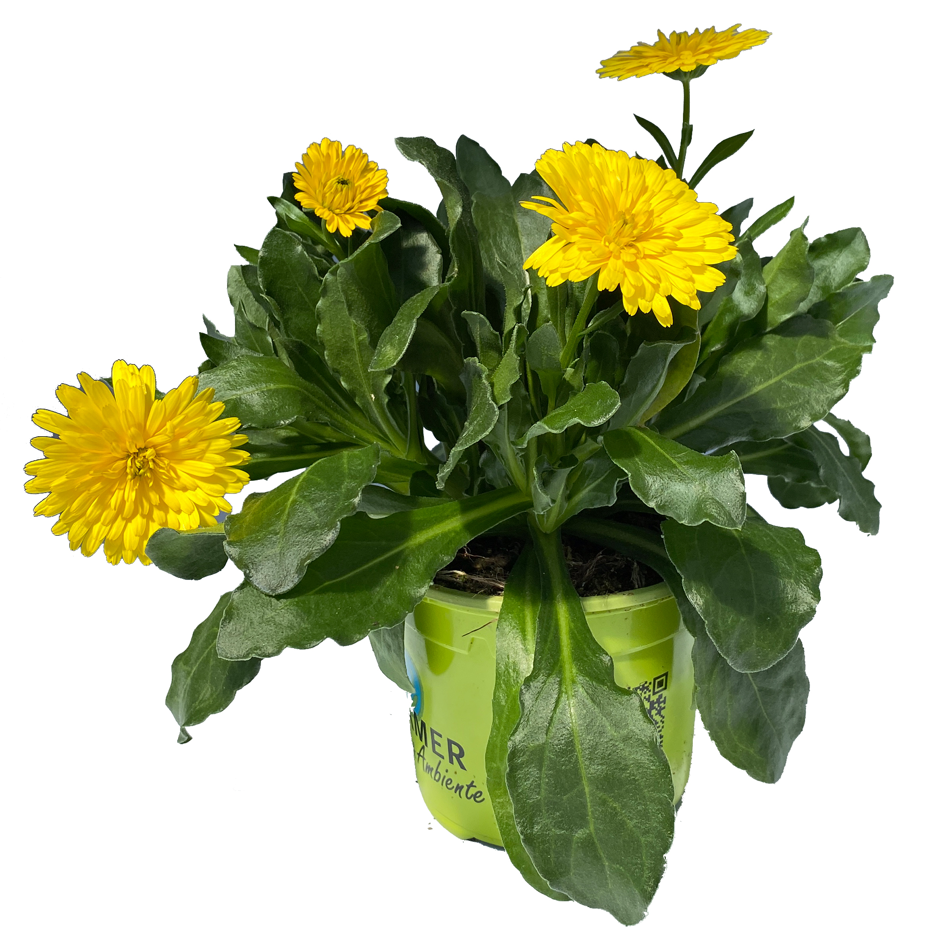 Ringelblume - Calendula 'Powerdaisy Sunny', 12cm Topf
