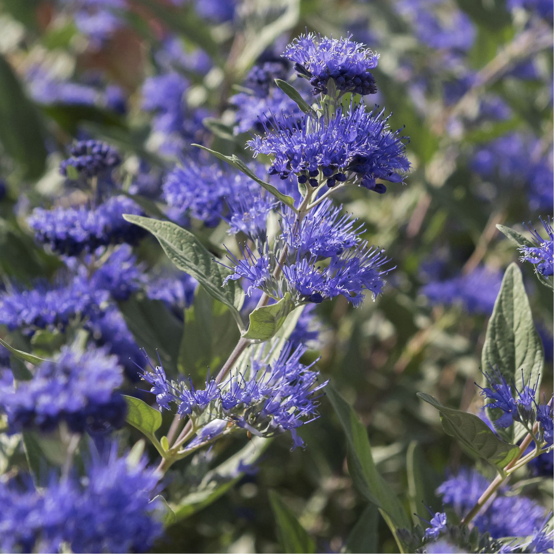 Bartblume - Caryopteris clandonensis 'Heavenly Blue', C4,5 40-60