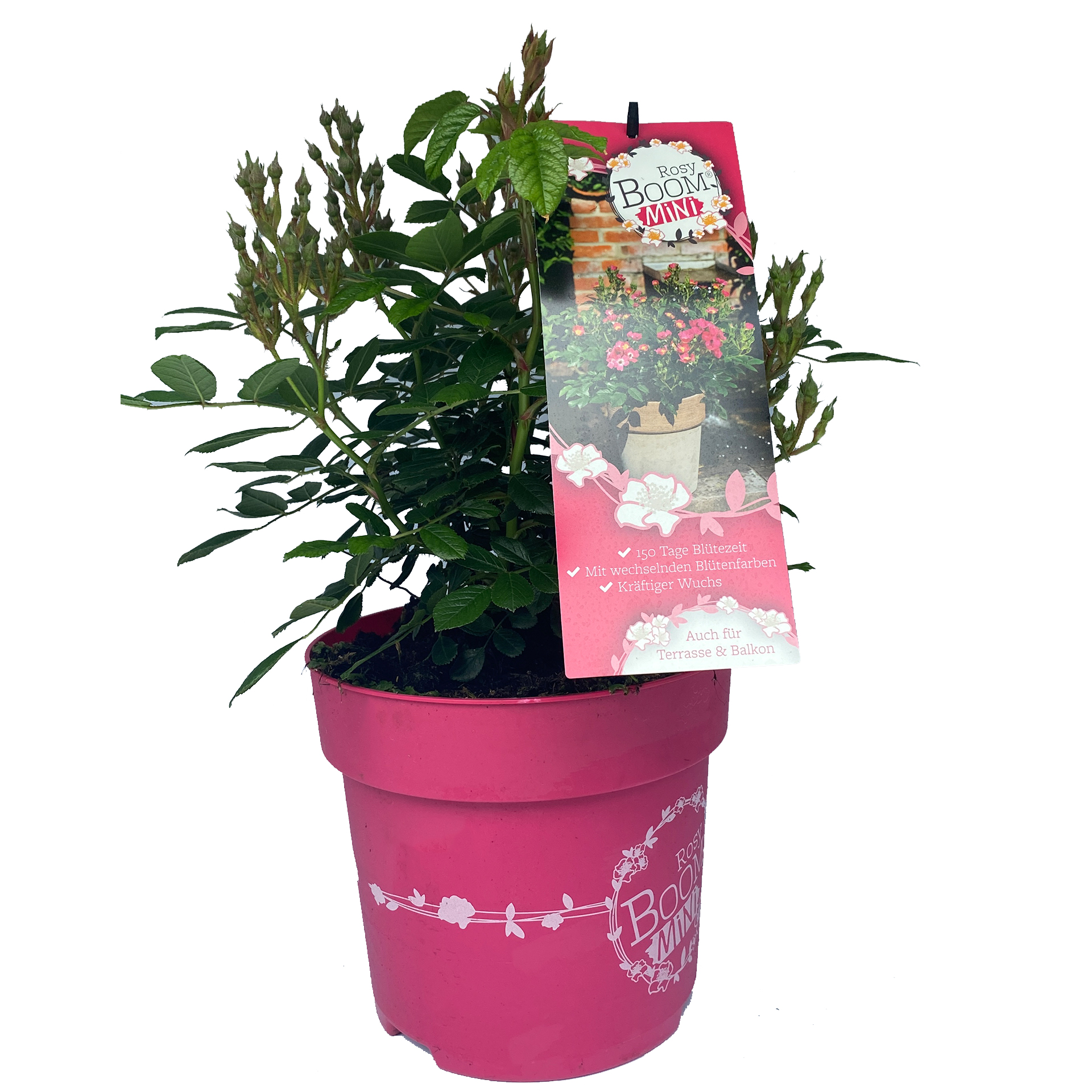 Strauchrose 'Rosy Boom®' mini, C6