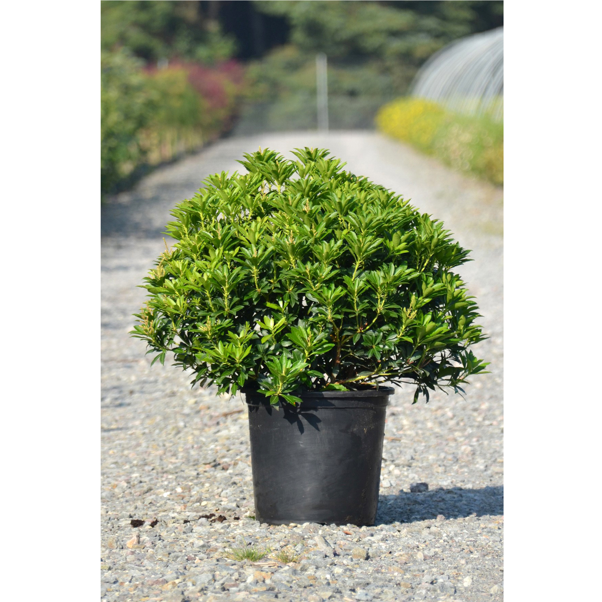 Schattenglöckchen - Pieris japonica 'Debutante', C15 XXL 50-60cm