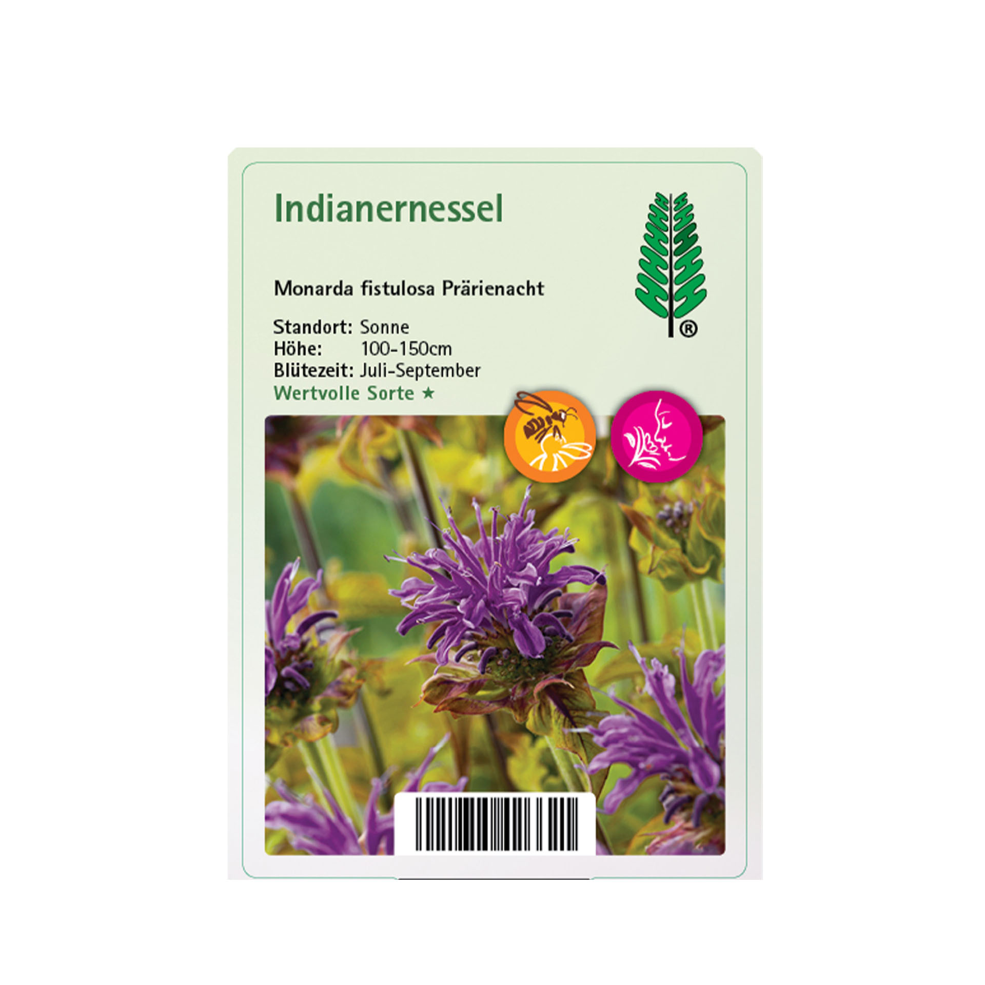 Indianernessel - Monarda fistulosa 'Prärienacht', 11cm Topf