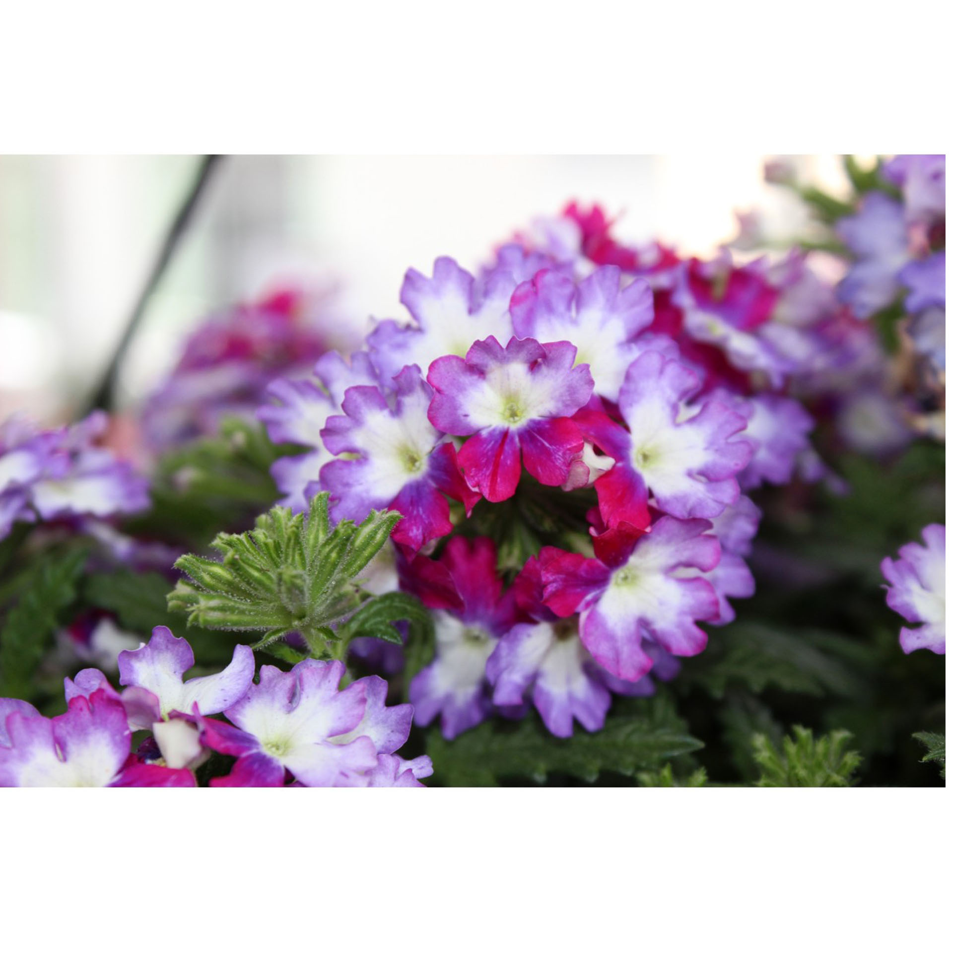 Blume, Geranie, Blumen-Arrangement, Blumenstrauß, Blütenblatt