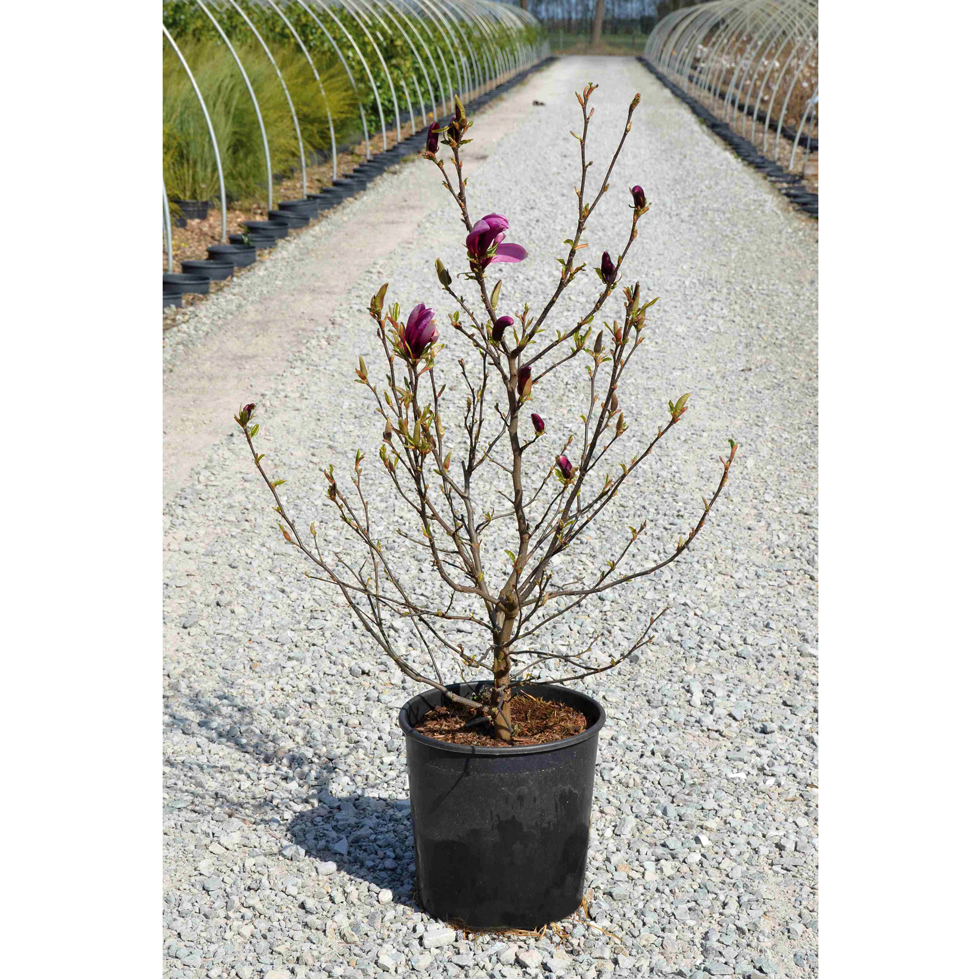 Purpur-Magnolie Susan in Pflanztopf