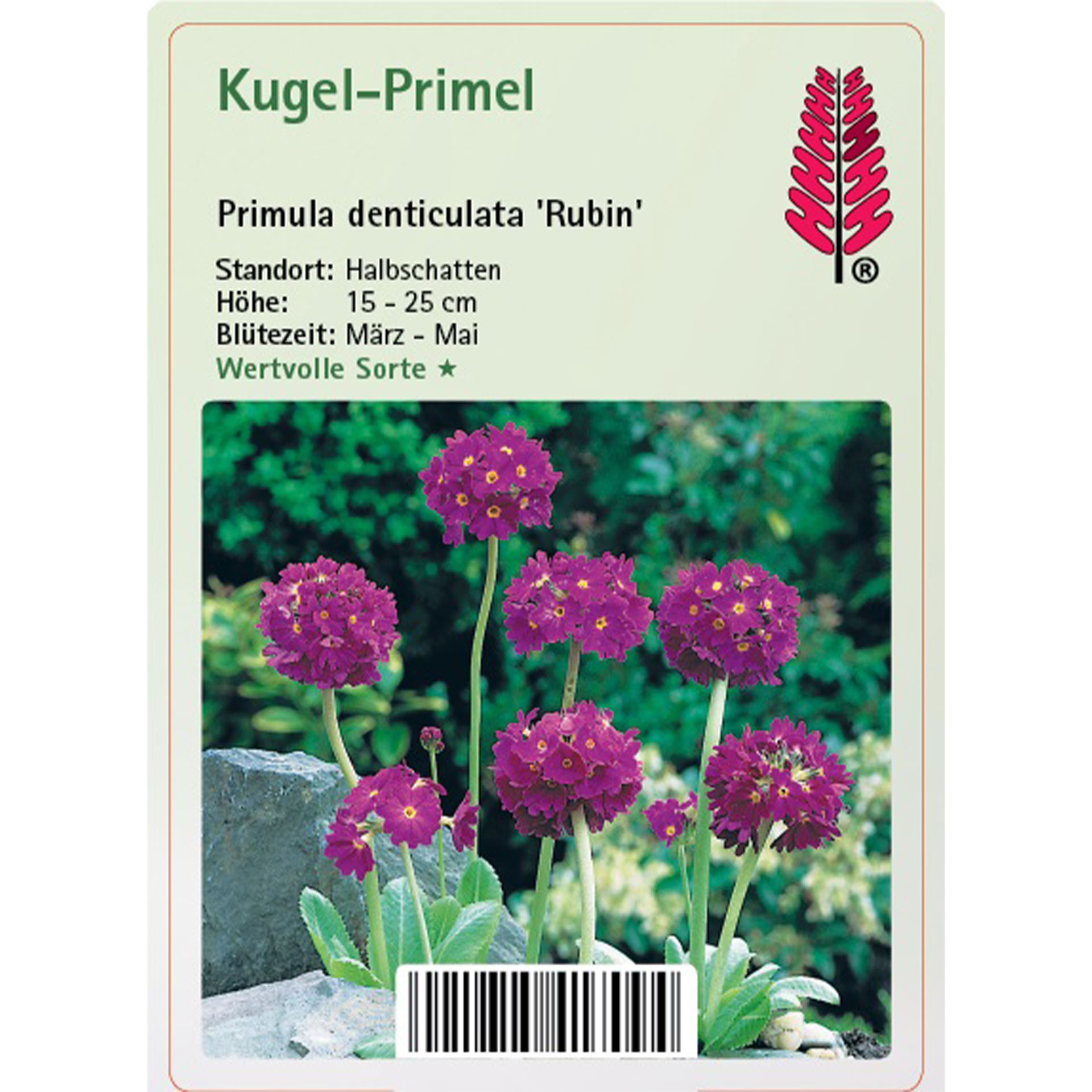 Dahlie, Blume, Pflanze, Purpur, Blütenblatt