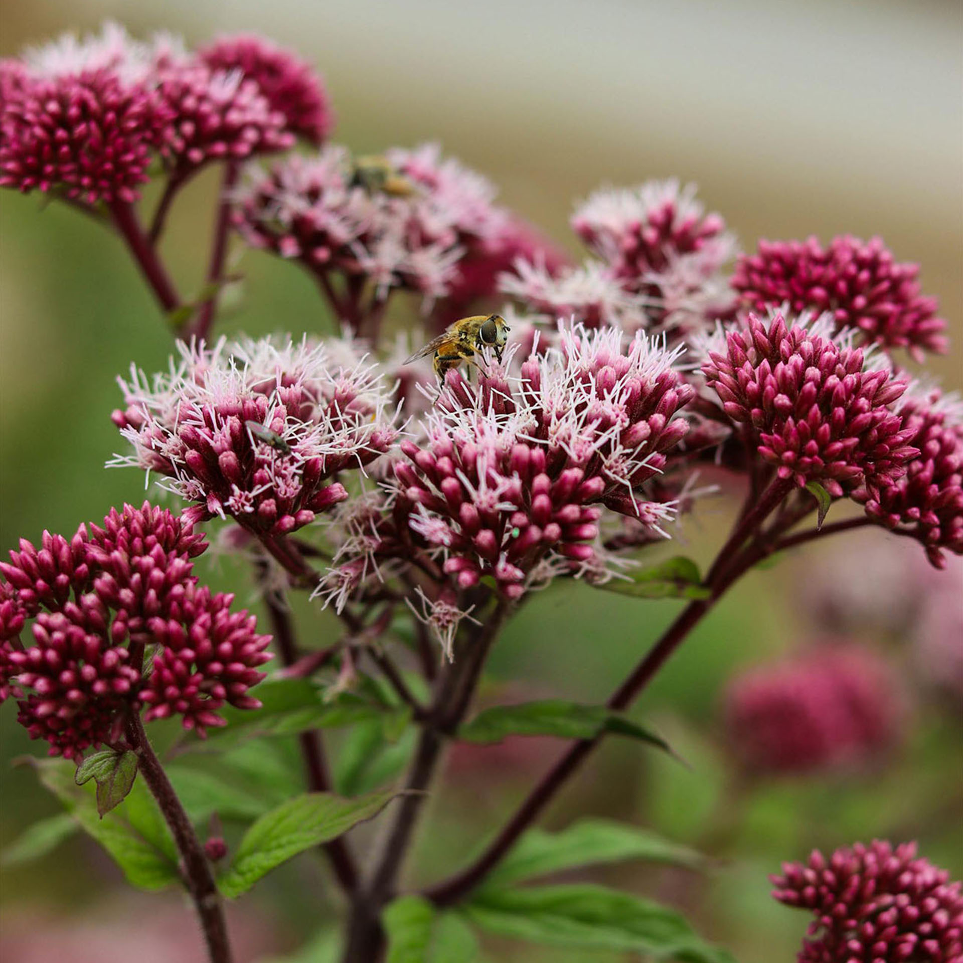 Blume, Rosa, Blütenstand, Biene, Bestäubung, Blume, Kopfbiene, Pflanze, Kugelblüte, Pink