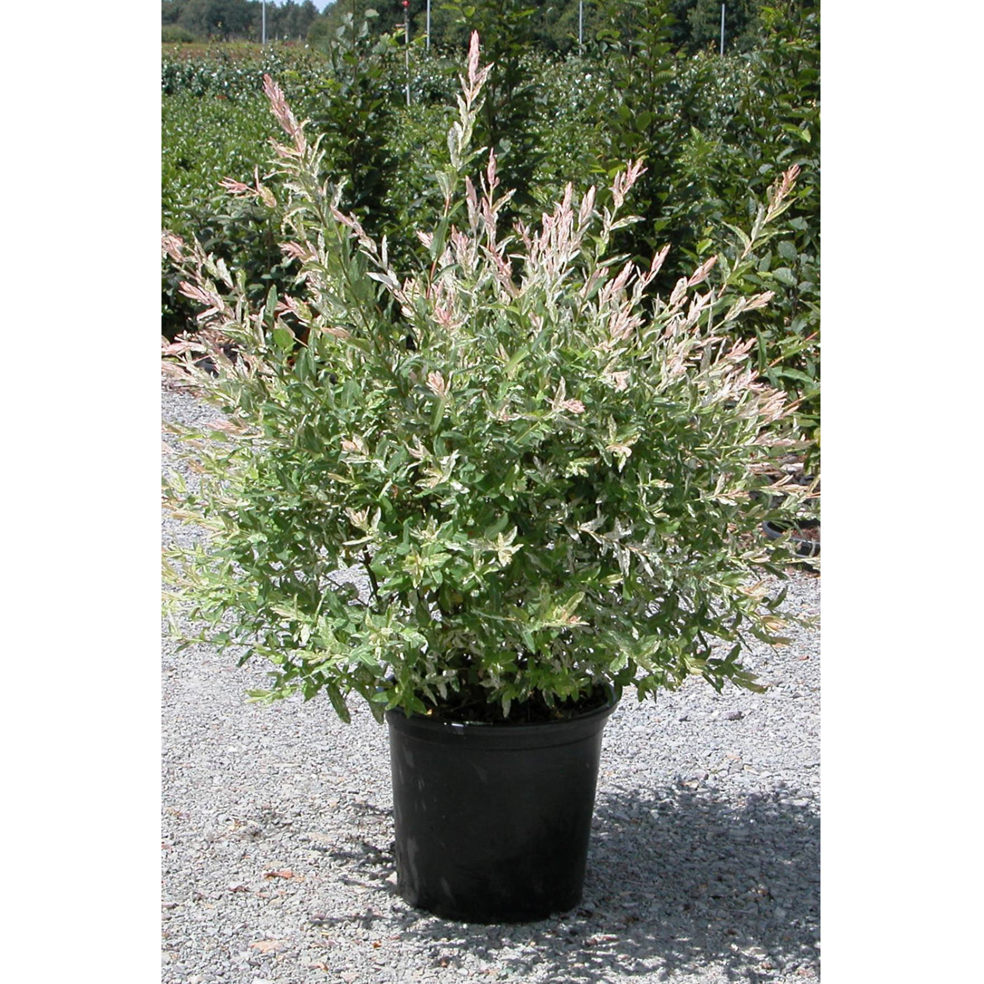 Harlekinweide - Salix integra 'Hakuro Nishiki', C15 XXL 80-100cm