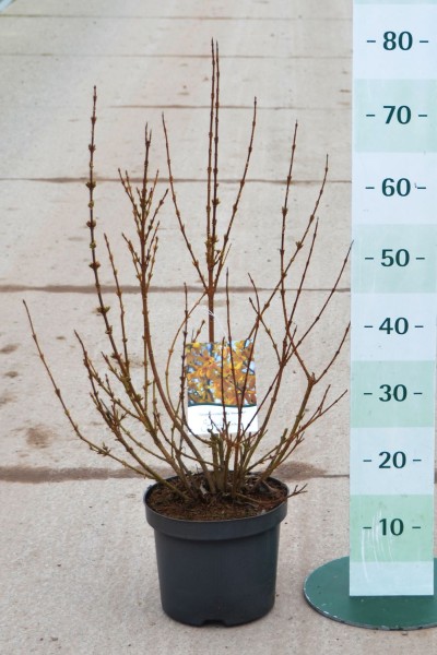 Heckenpflanze Goldglöckchen Forsythie gelbe Blüten im Frühling