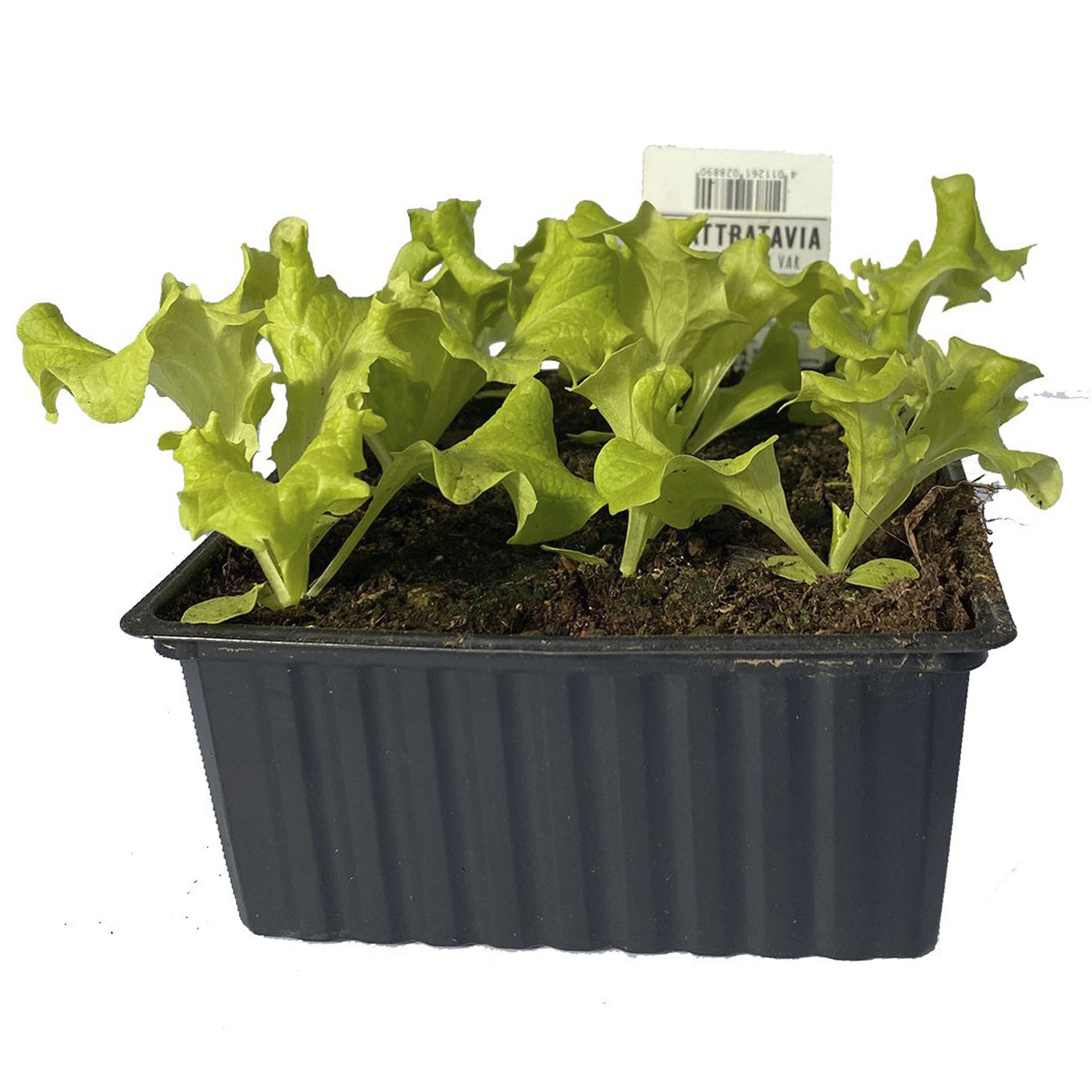 Schale mit 9 Salatpflanzen Lollo Bionda