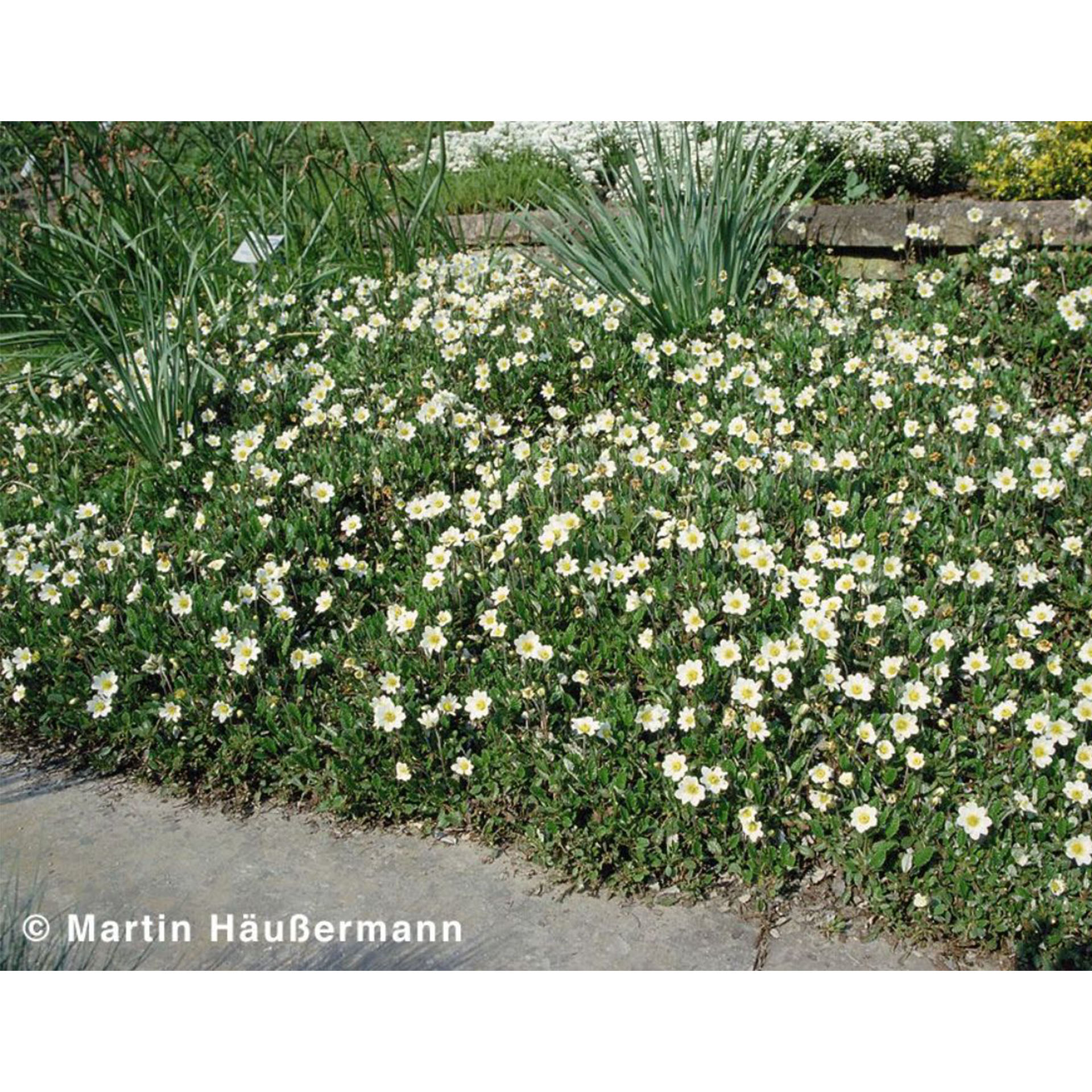 Silberwurz - Dryas x suendermannii