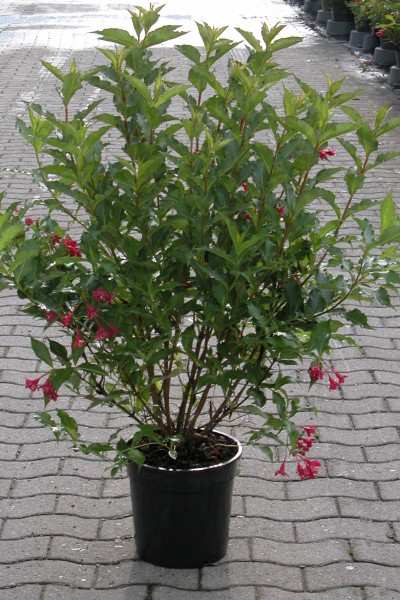 Weigelia 'Red Prince'