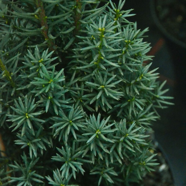 Bechereibe Hicksii, Konifere Hecke immergrün