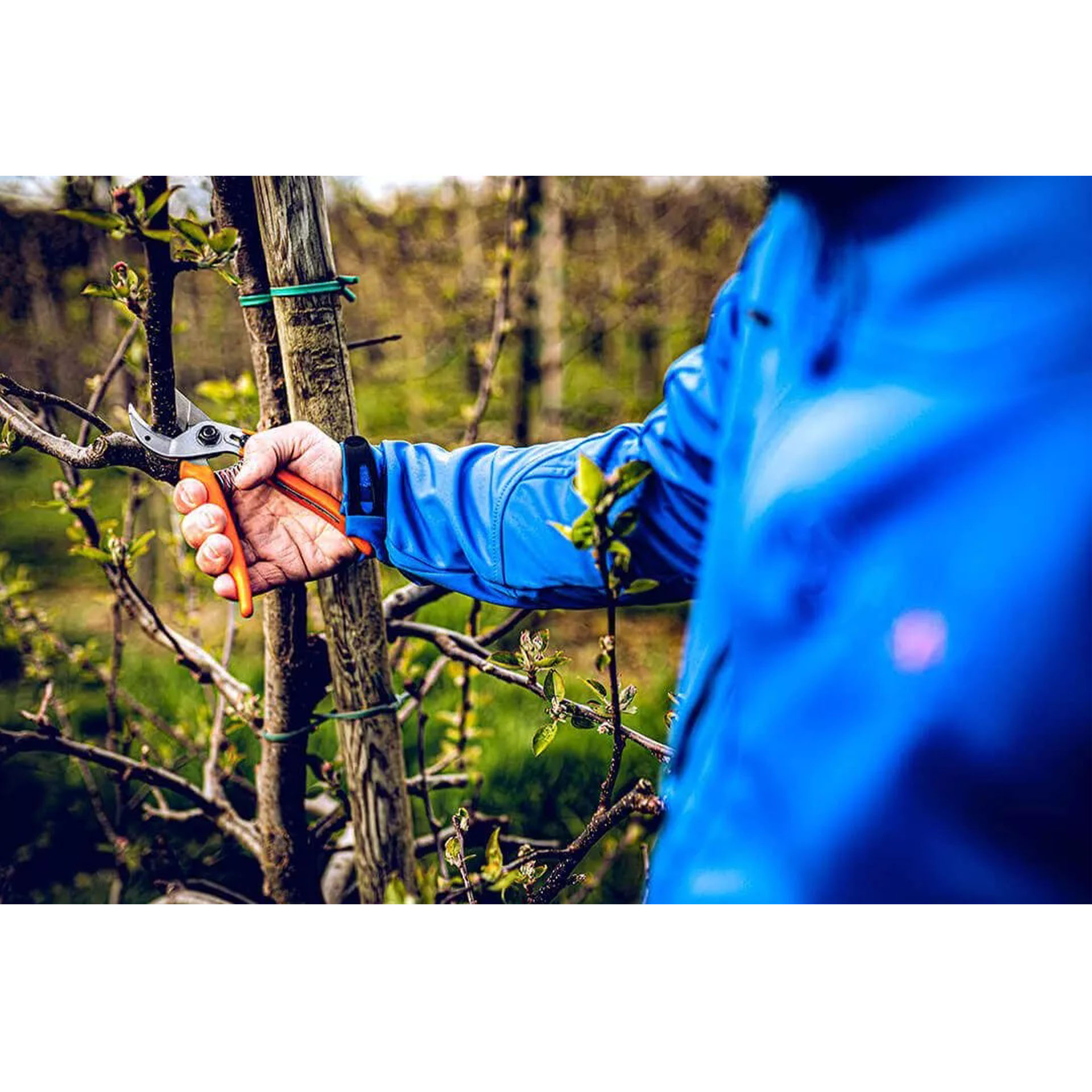 schere beim äste schneiden