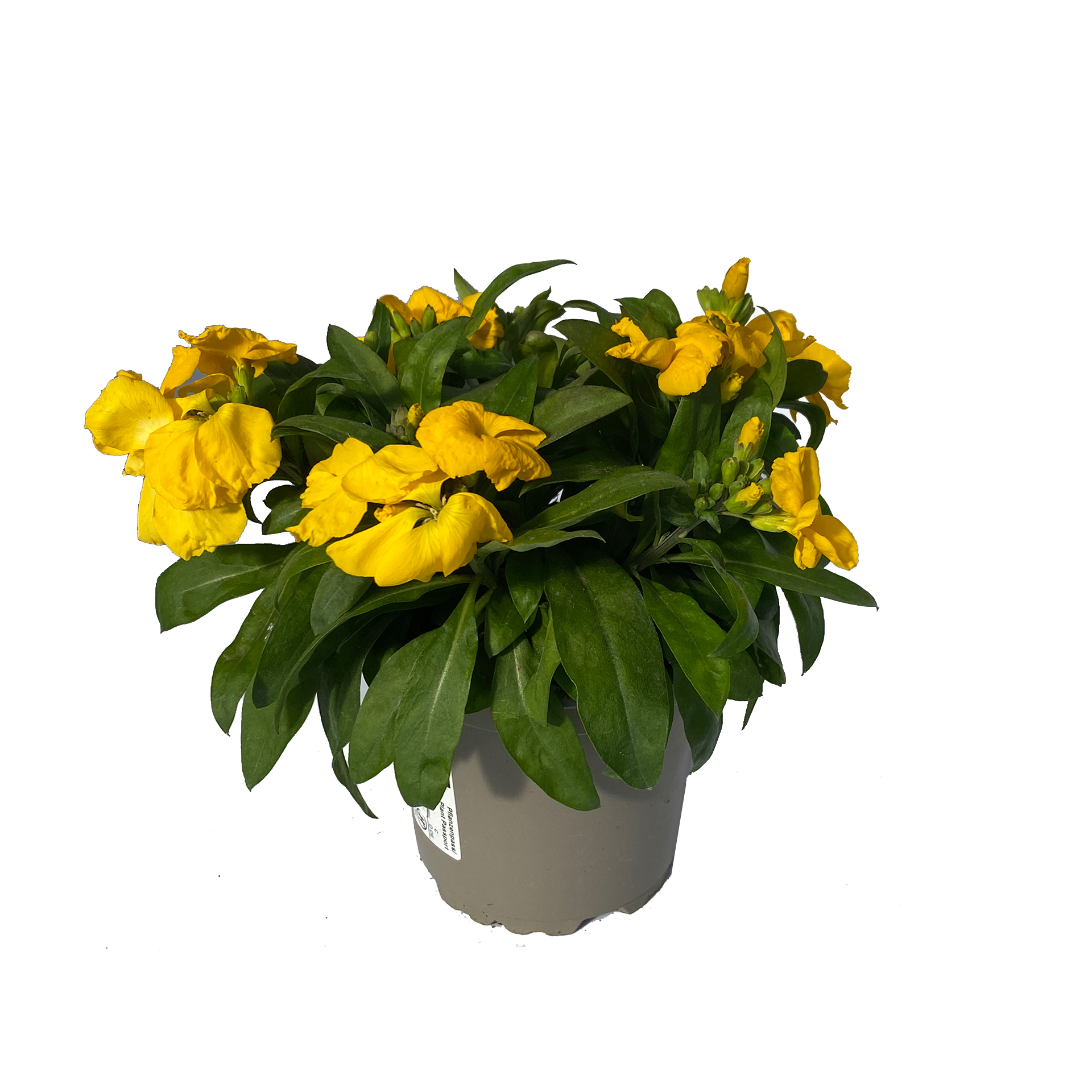 Goldlack - Erysimum cheiri hellgelb, 10cm Topf