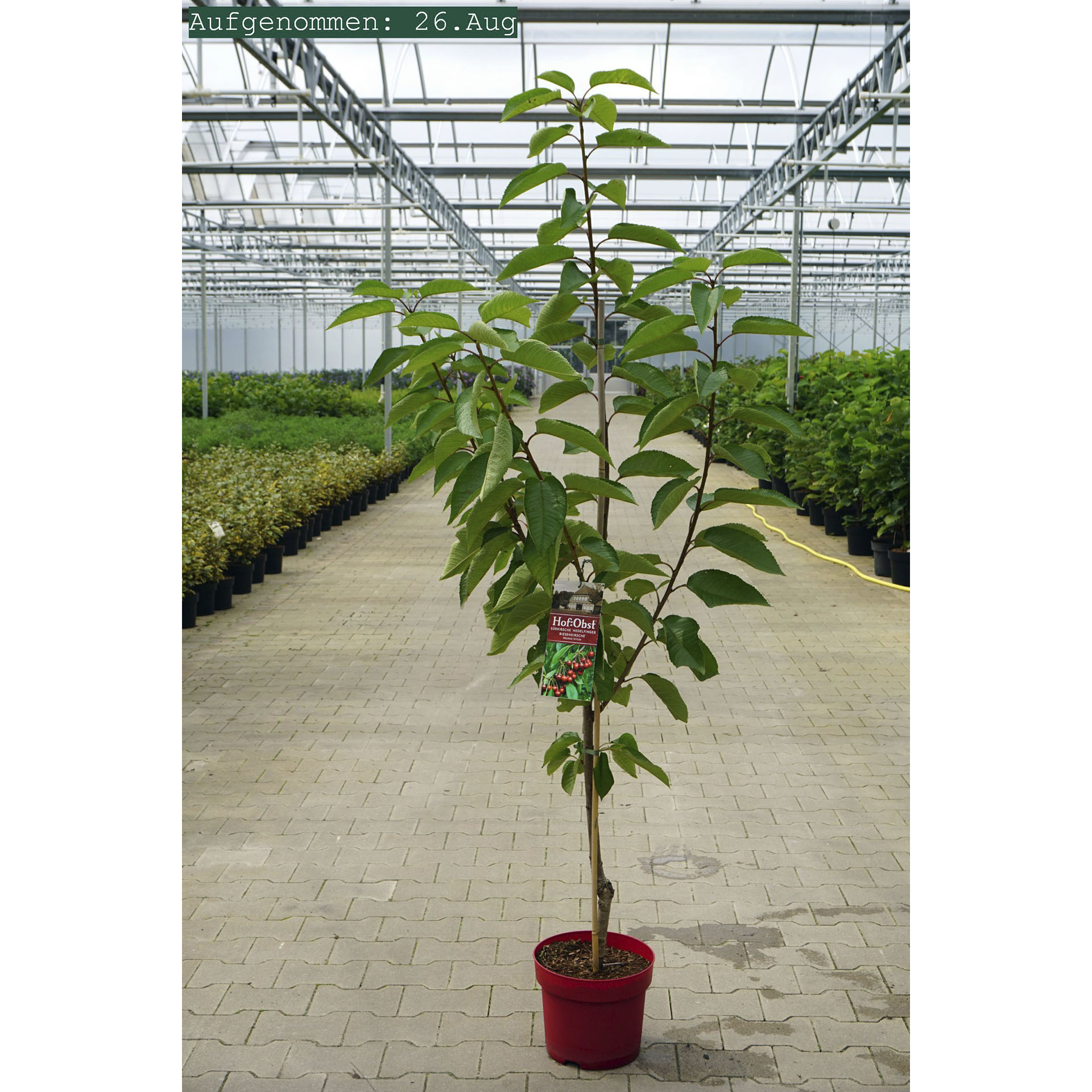 Pflanztopf mit Kirschbaum Hedelfinger Riesenkirsche