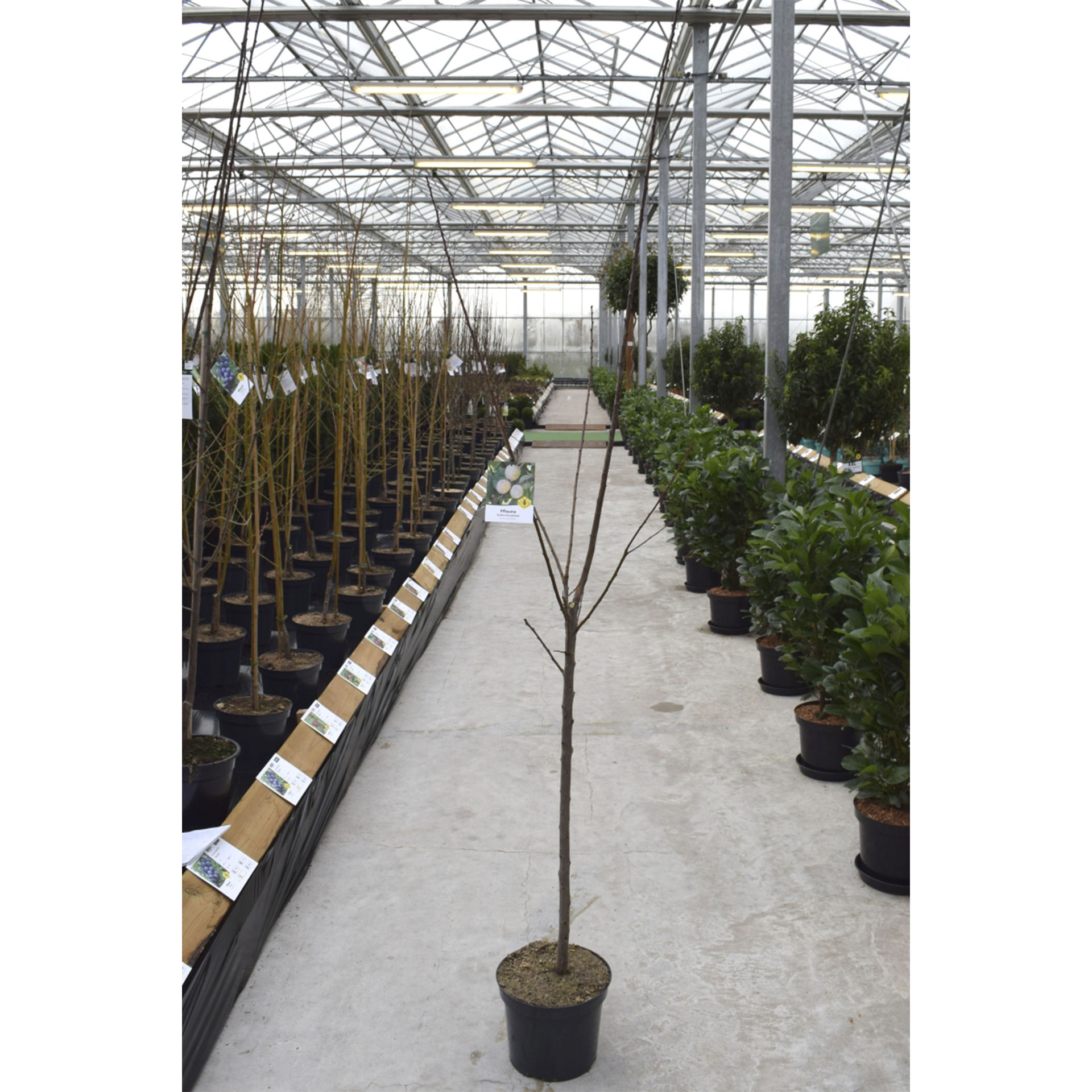 Pflanztopf mit Reneclaude aus Oullins