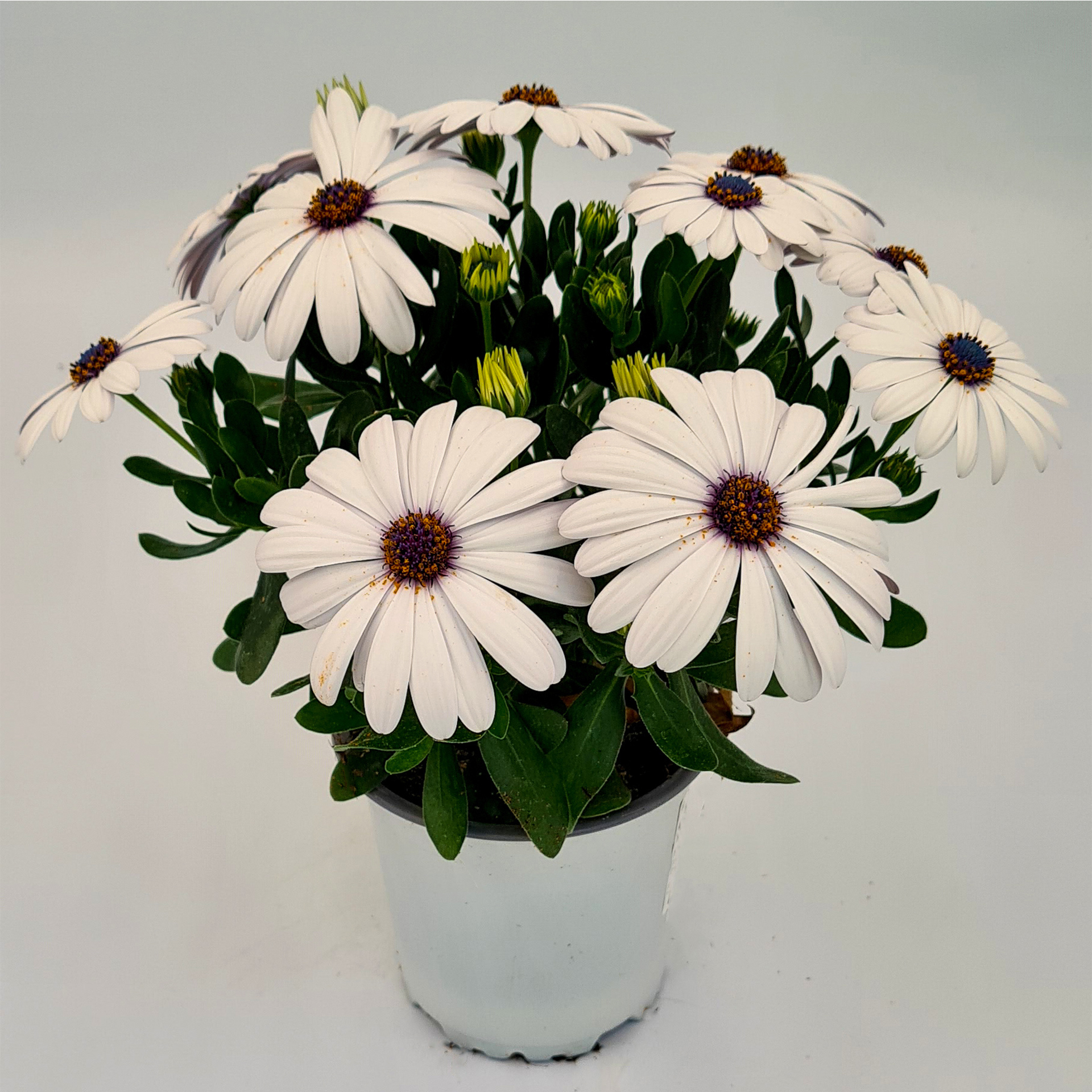 Kapkörbchen - Osteospermum-Hybride weiß, 10,5cm Topf