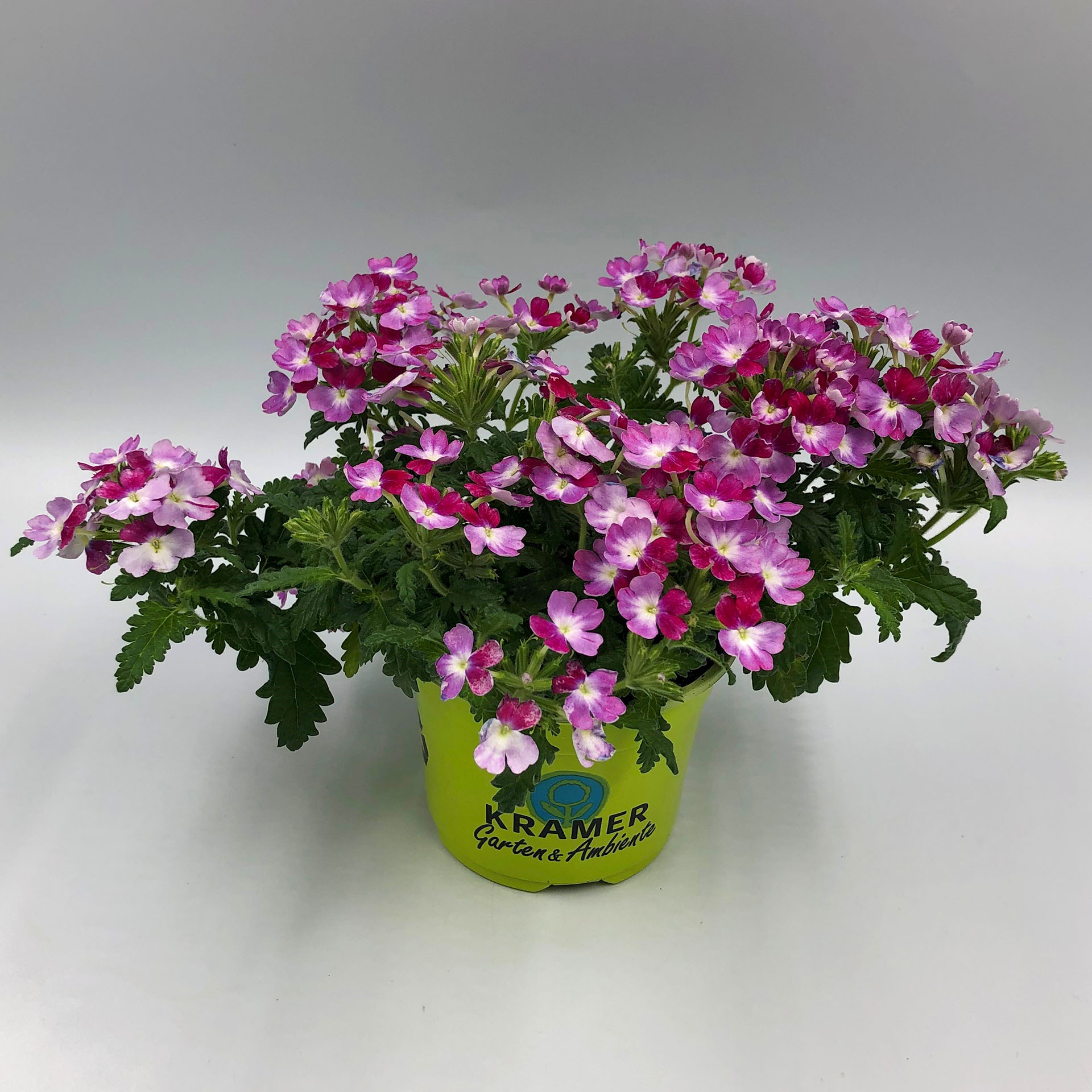 Blume, Geranie, Pflanze, Pflanze im Topf, Blumen-Arrangement