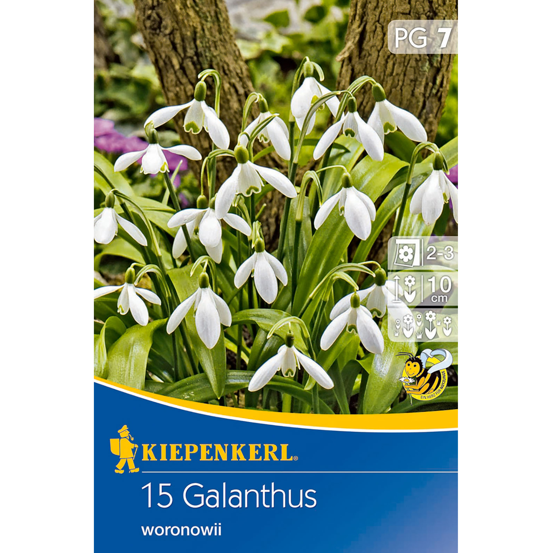 Schneeglöckchen woronowii Blumenzwiebel