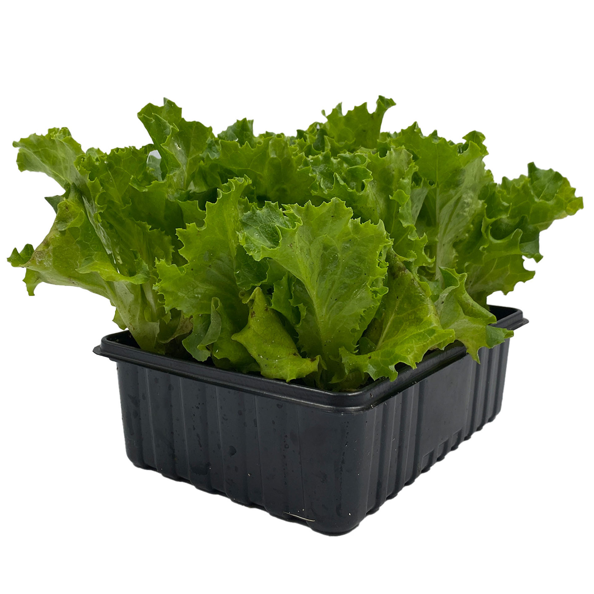 Chinakohl Salatpflanzen, Pflanze, Essen, Produzieren, Kopfsalat, Blatt, Pflanze, Essen, Kopfsalat, Produzieren, Gemüse