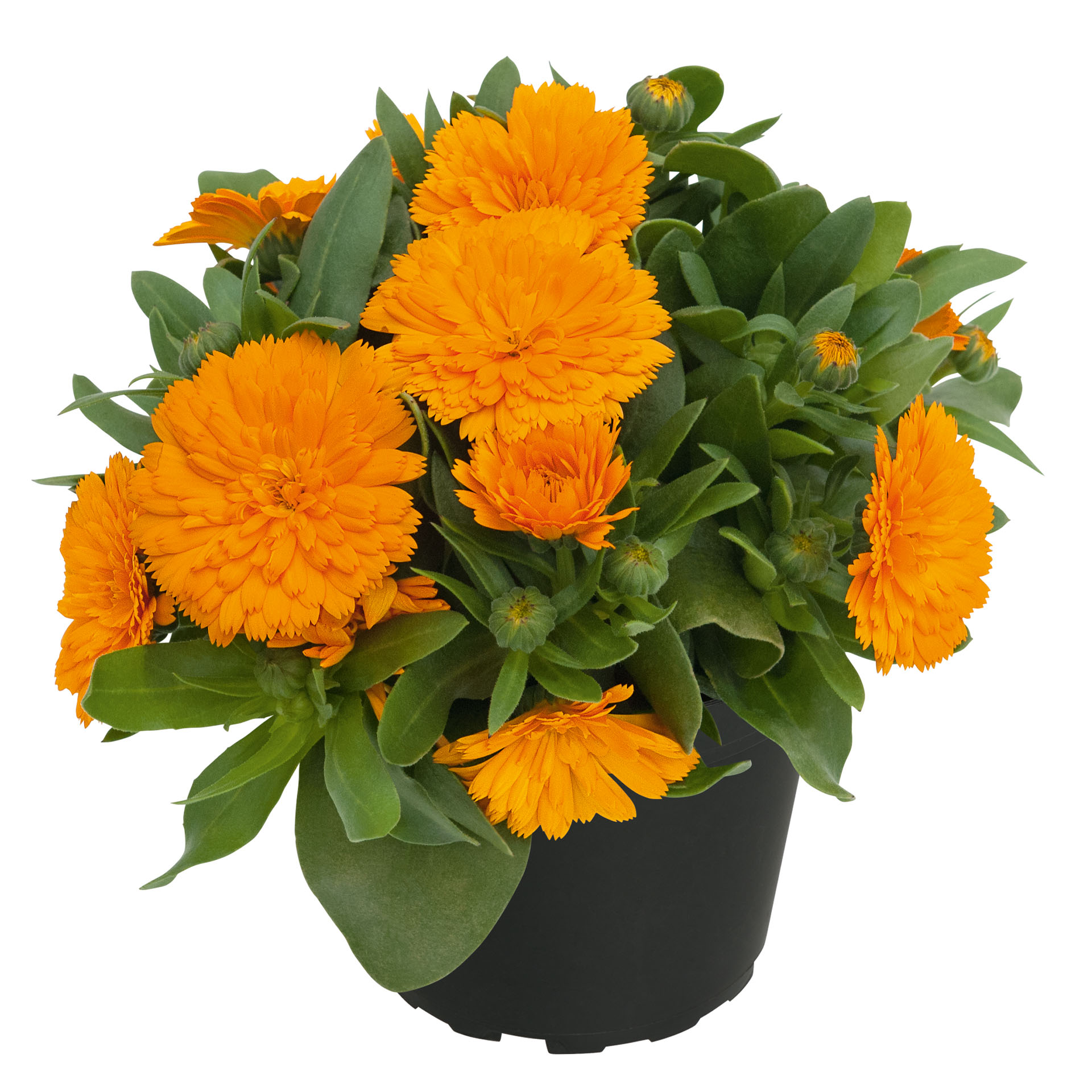 Calendula Powerdaisy Tango
