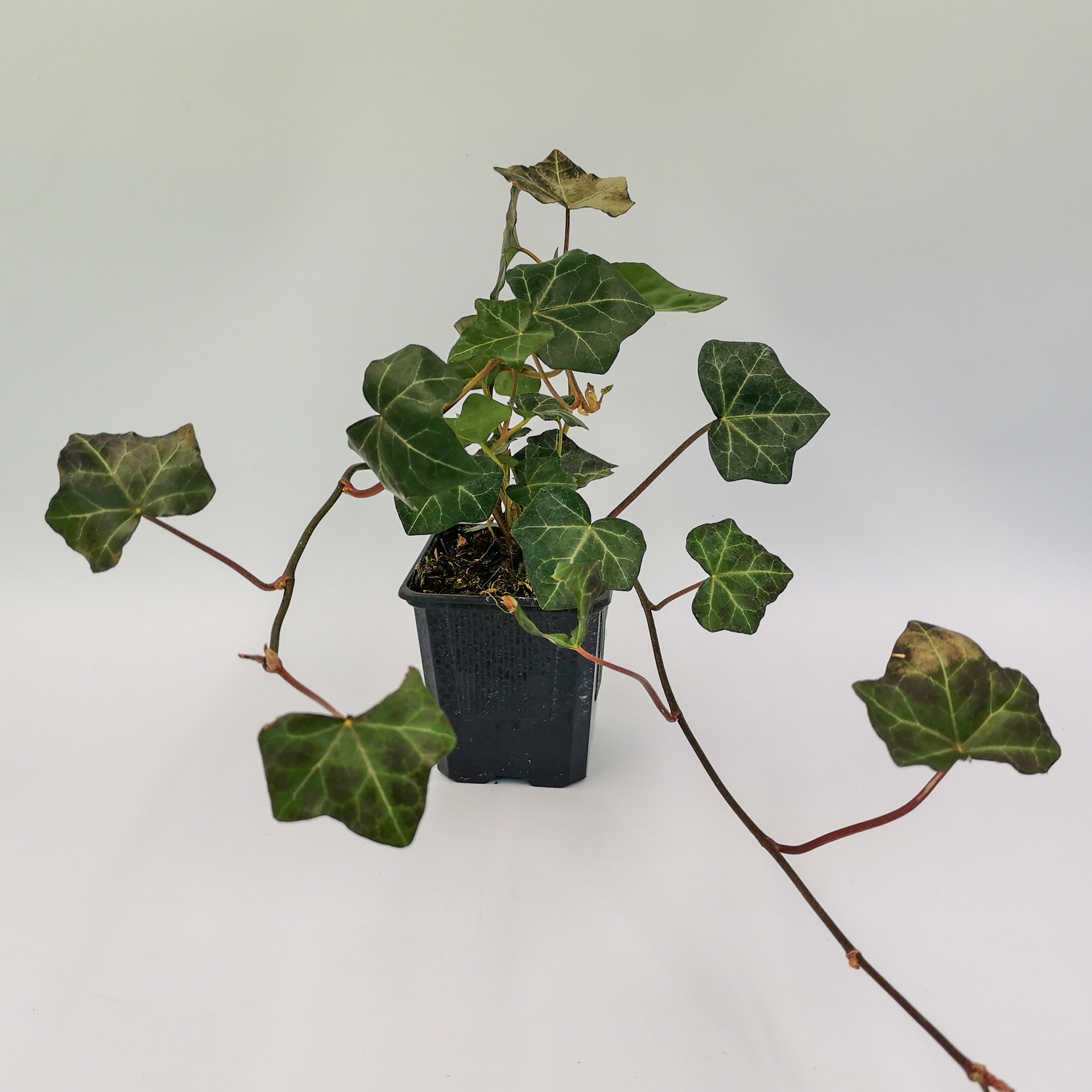 Efeu / Freilandefeu - Hedera helix 'Hibernica', 9cm Topf