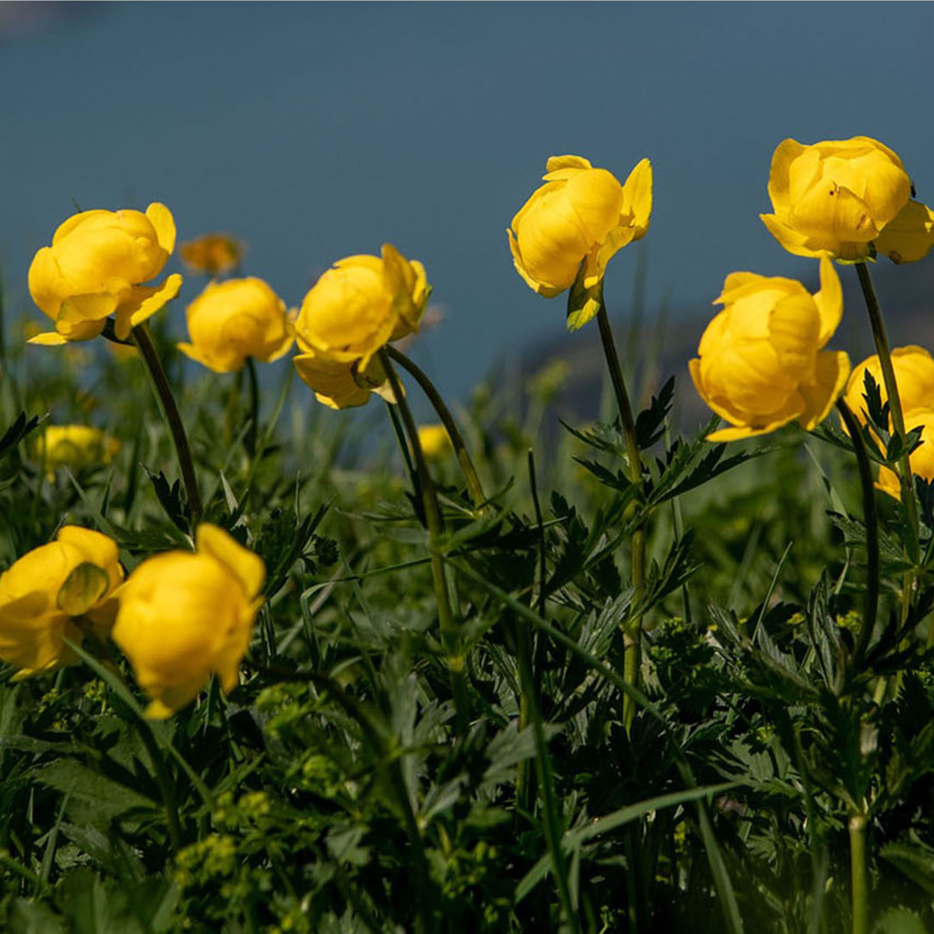 Gruppe blühender Trollblumen