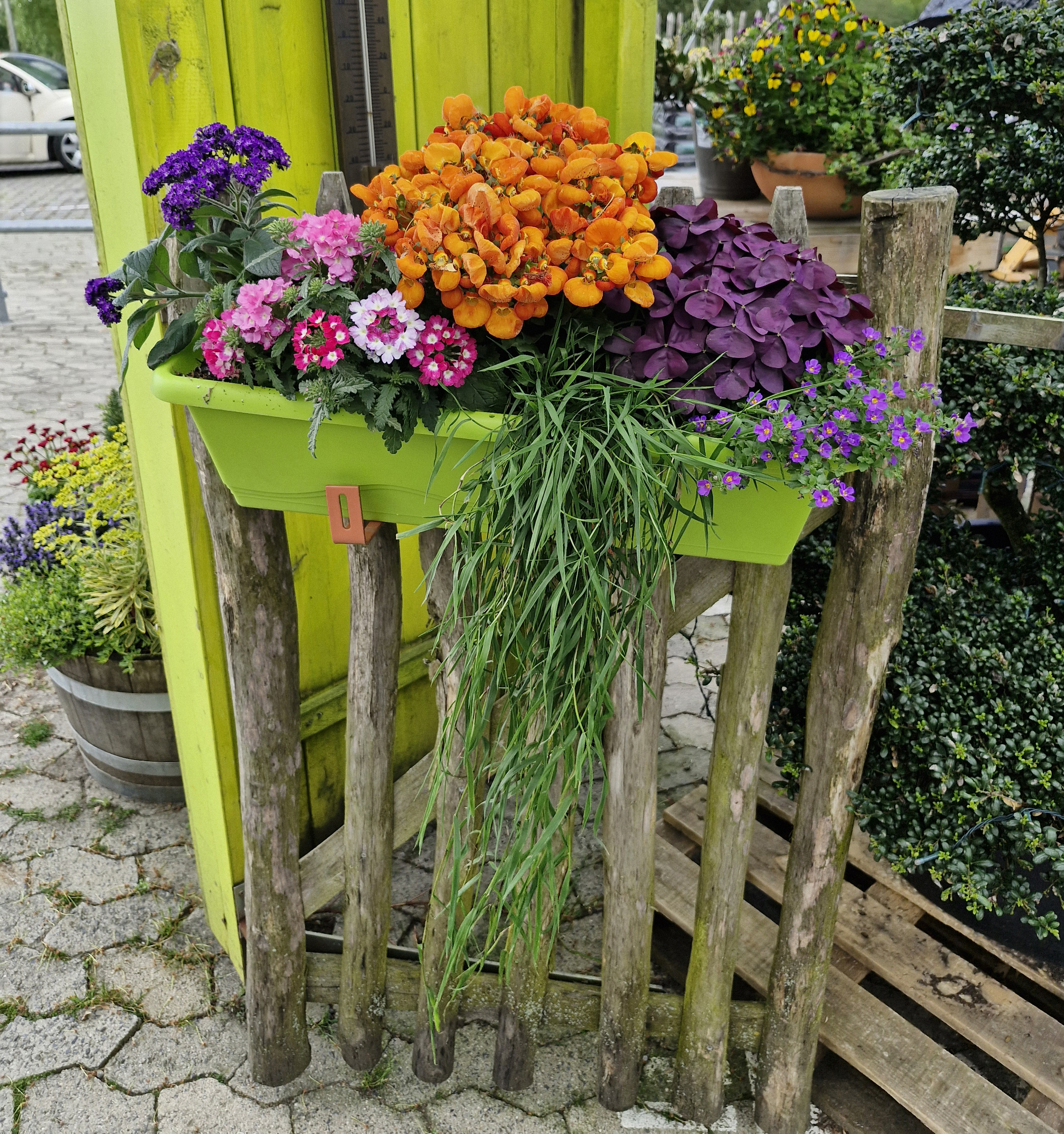 Topfpflanze, Blumen-Arrangement, Blumenstrauß, Pflanzgefäß, Töpferei