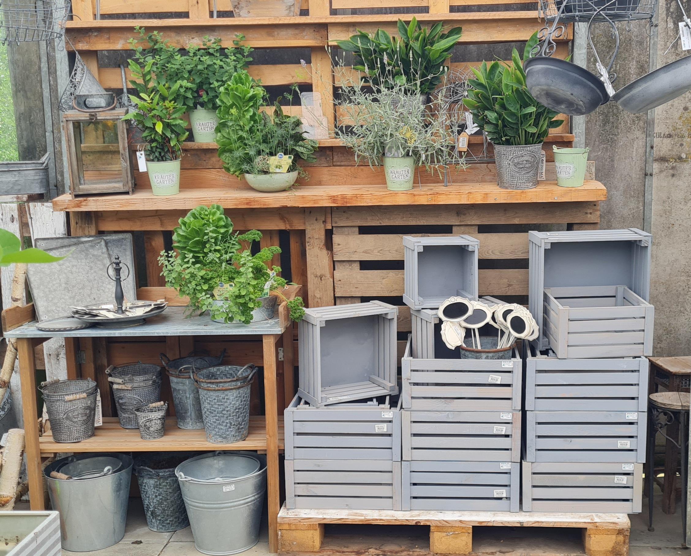 Frische Kräuter in schönen Töpfen für Drinnen und Draußen