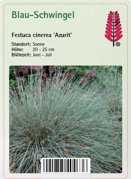 Gras, Pflanze, Vegetation