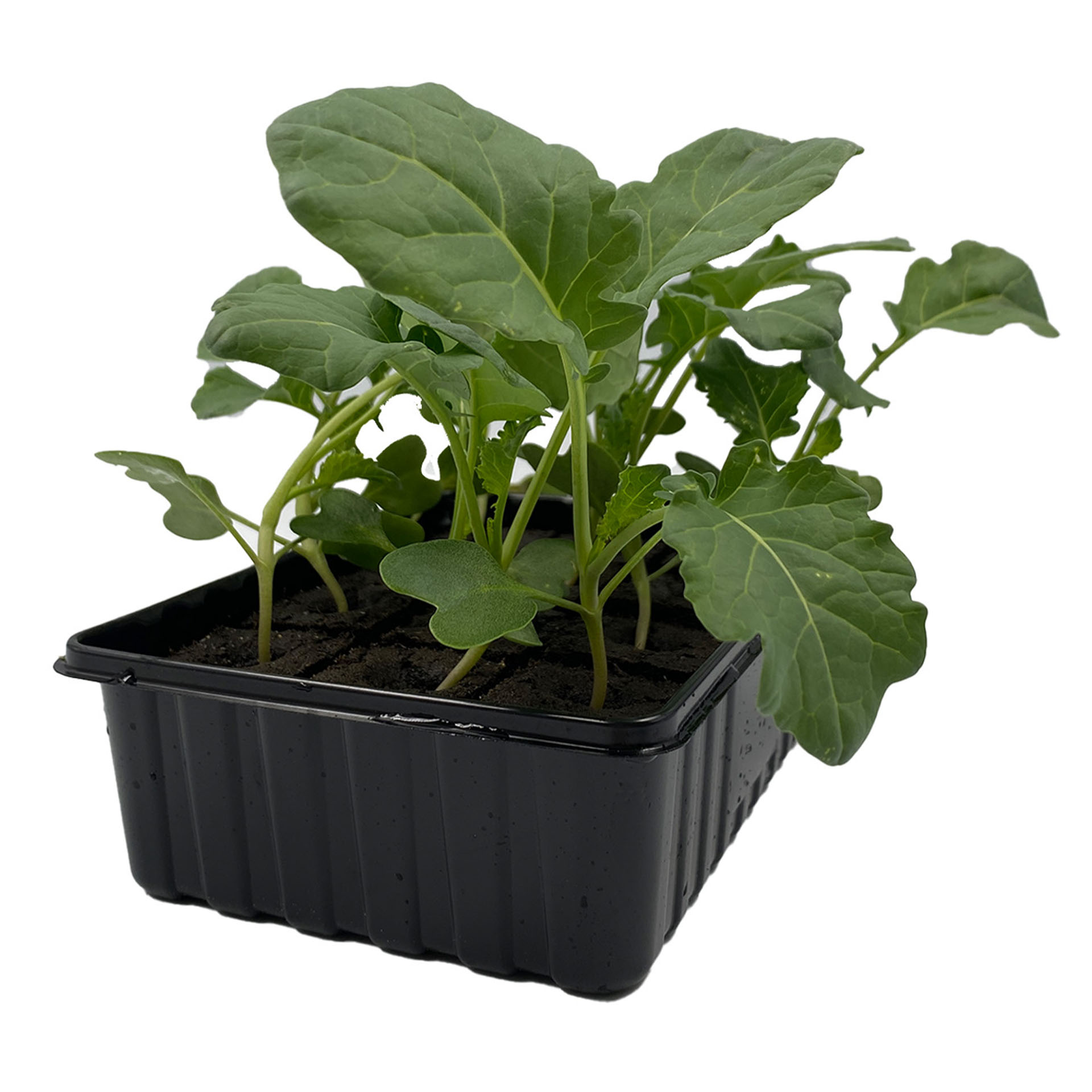 Brokkoli Gemüsepflanzen Jungpflanzen Gemüsegarten, Pflanze, Pflanze im Topf, Produzieren, Boden, Grünes Blattgemüse