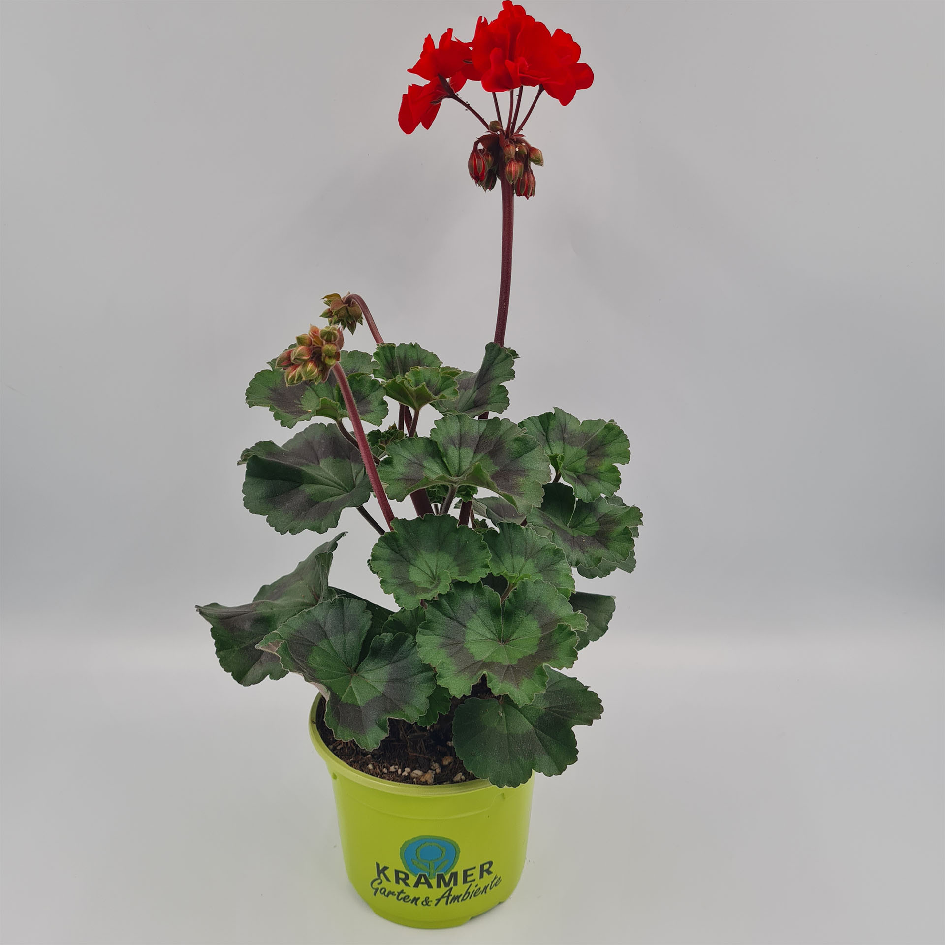 Blume, Geranie, Pflanze, Blumen-Arrangement