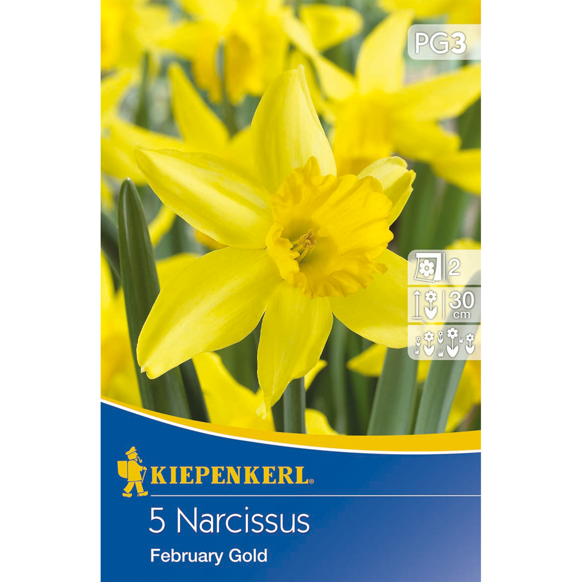 Alpenveilchen-Narzisse mit kleinen, goldgelb leuchtenden Trompetenblüten