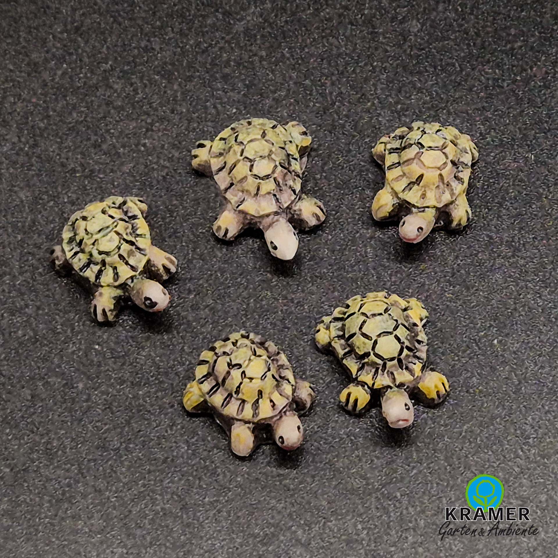 Tier, Reptil, Leben im Meer, Schildkröte, Tier, Reptil, Leben im Meer, Schildkröte