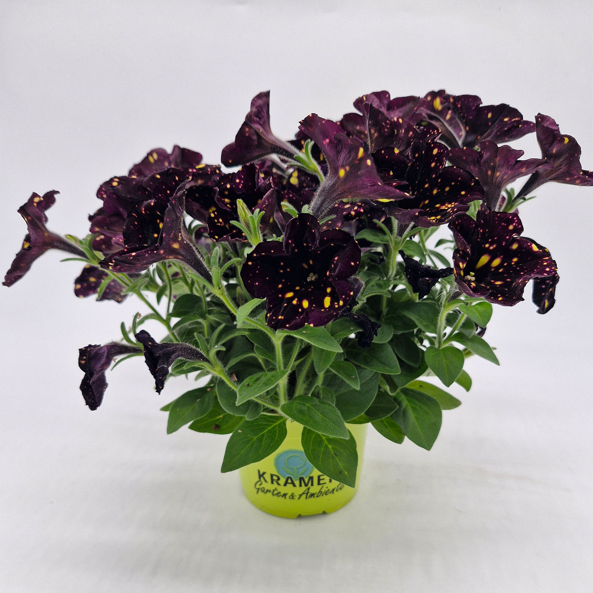 Petunie, Blume,  pflaumenlila, gelbe Punkte, eingetopft