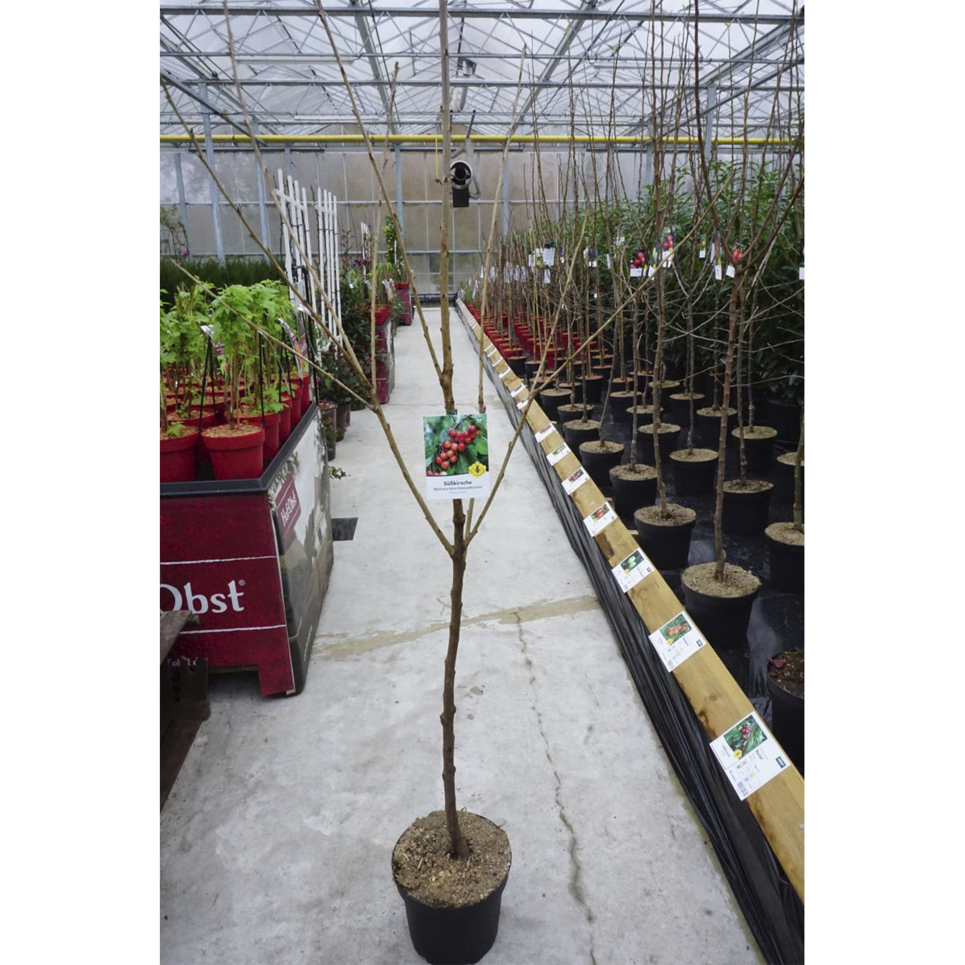 Pflanztopf mit Süßkirsche Büttners Rote Knorpelkirsche