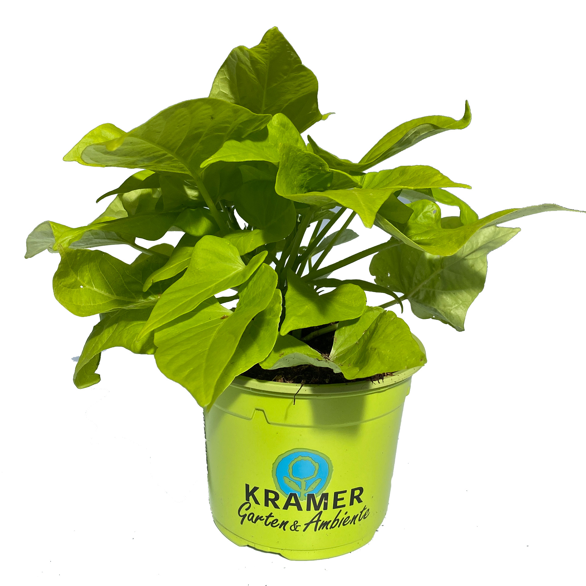 Süßkartoffel - Ipomea batata 'Terrace lime', 12cm Topf