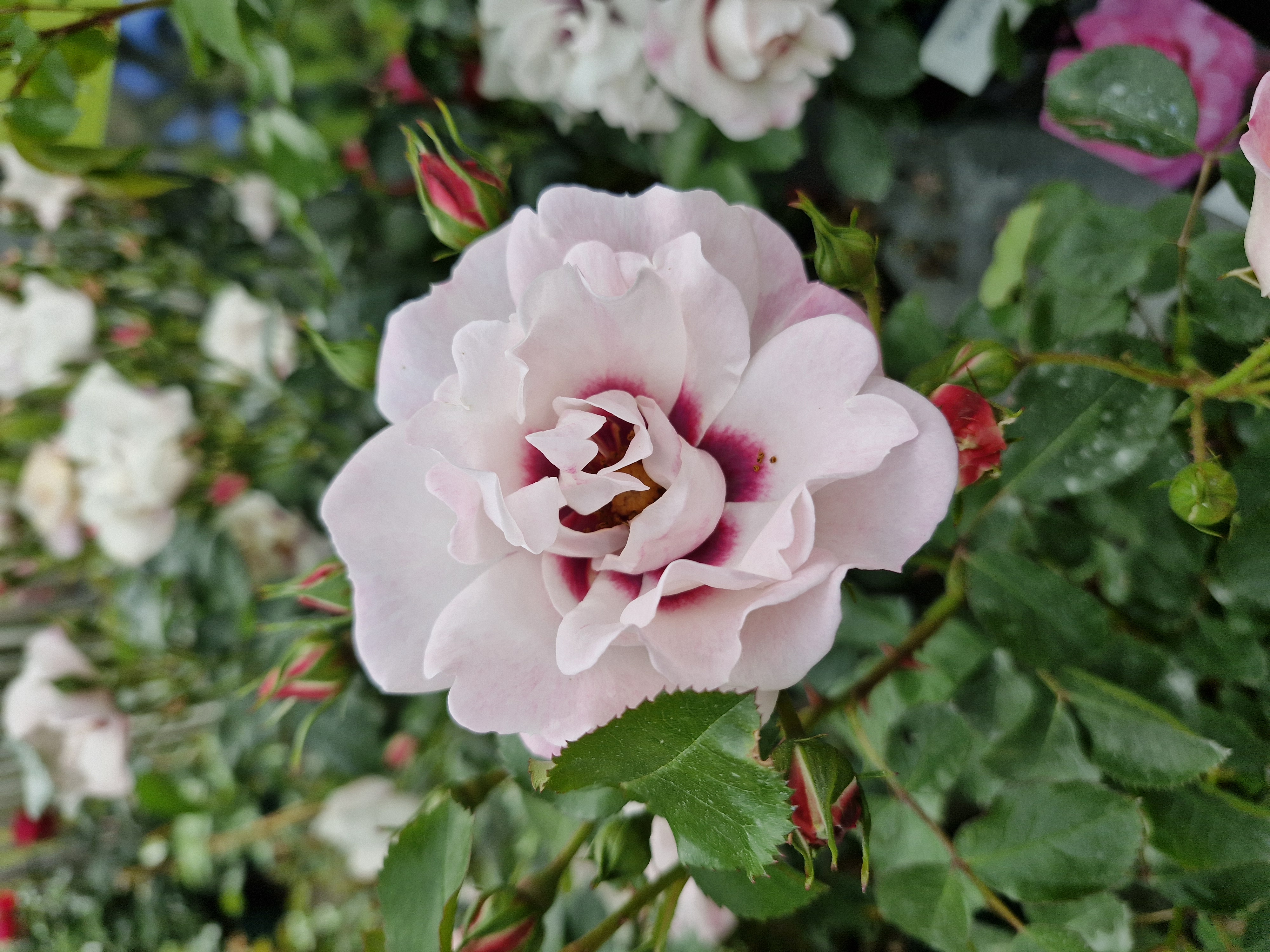 Rosen, Rosenblüte, Rosa, Rosenknospe, Rosenblütenfarbe: rosa