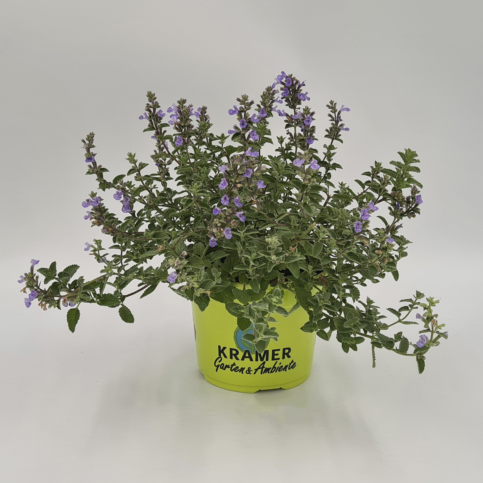 Katzenminze Herbstpflanze Strukturpflanze