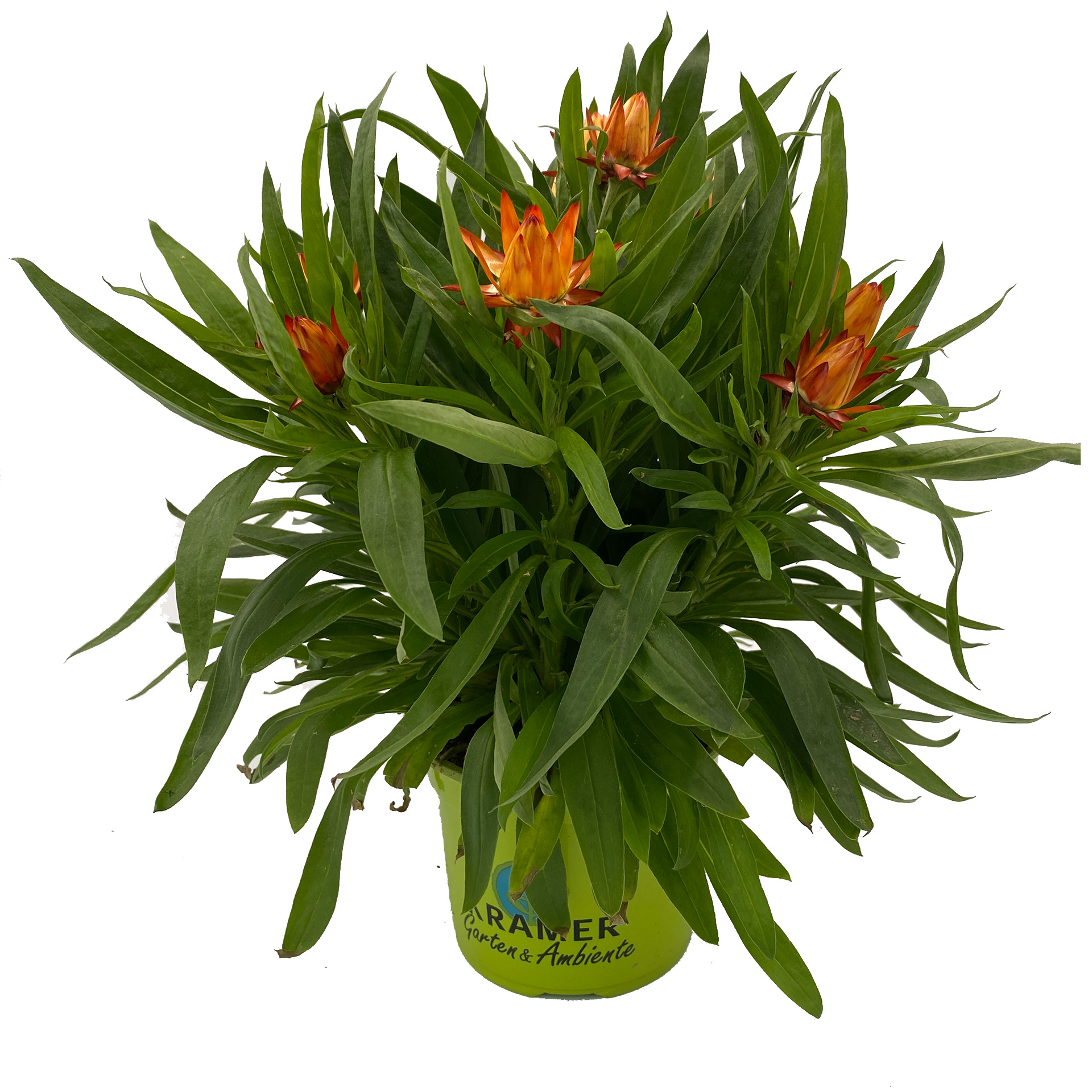 Strohblume - Bracteantha 'Sunbrella Orange', 12cm Topf