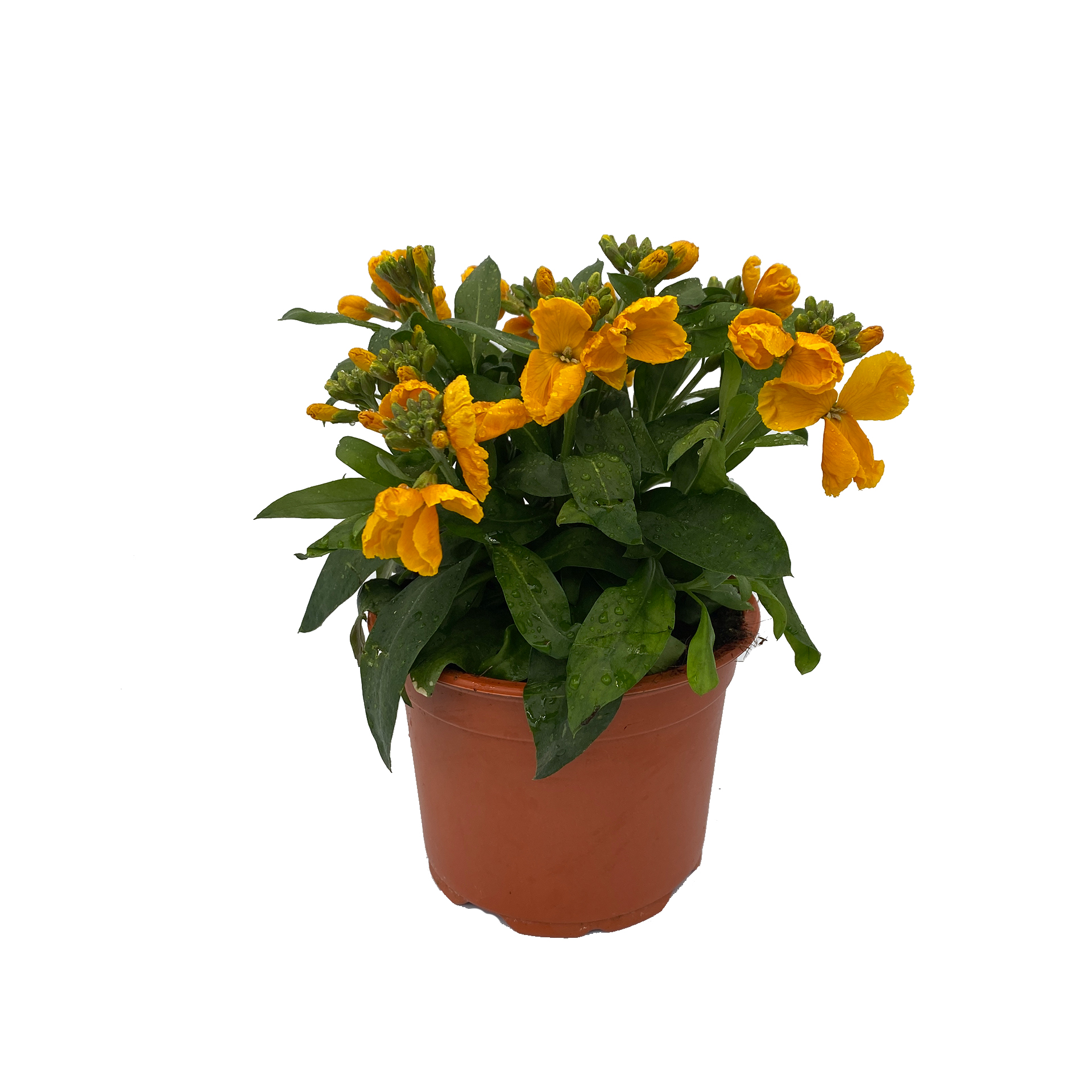 Goldlack - Erysimum cheiri gelb, 10cm Topf