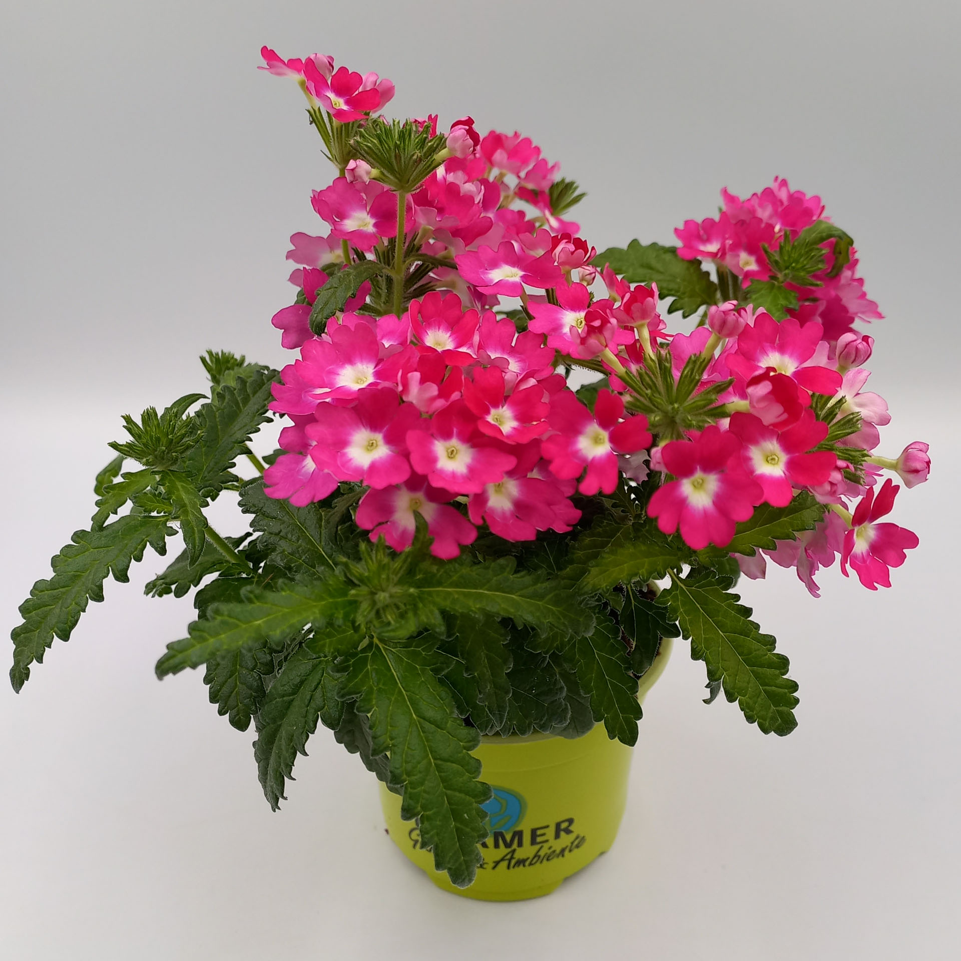 Blume, Geranie, Pflanze, Pflanze im Topf, Blumen-Arrangement