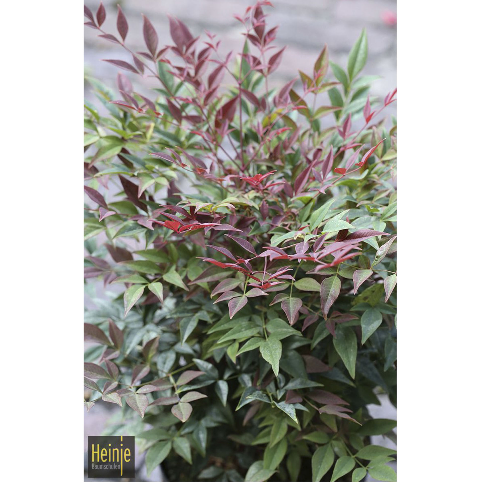 Strauch Himmelsbambus mit grünen und roten Blättern