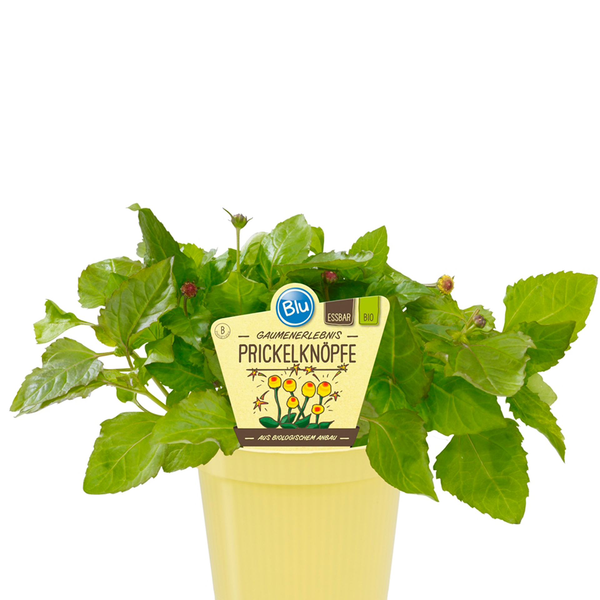 BIO Prickelknöpfe - Spilanthes oleracea, 12cm Topf