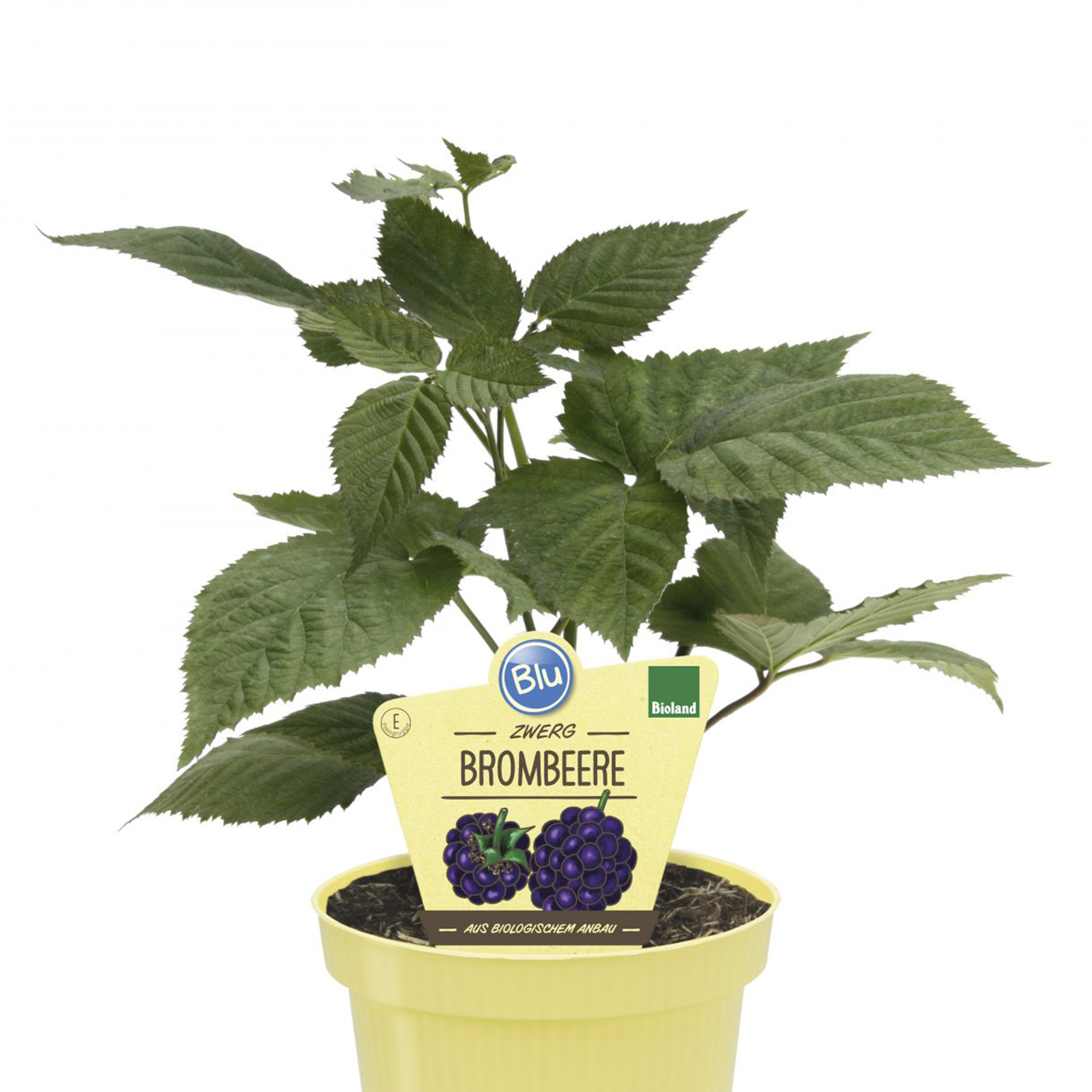 Bio Zwerg Brombeere Little Black Prince Brombeere süß säuerlich Brombeerpflanze