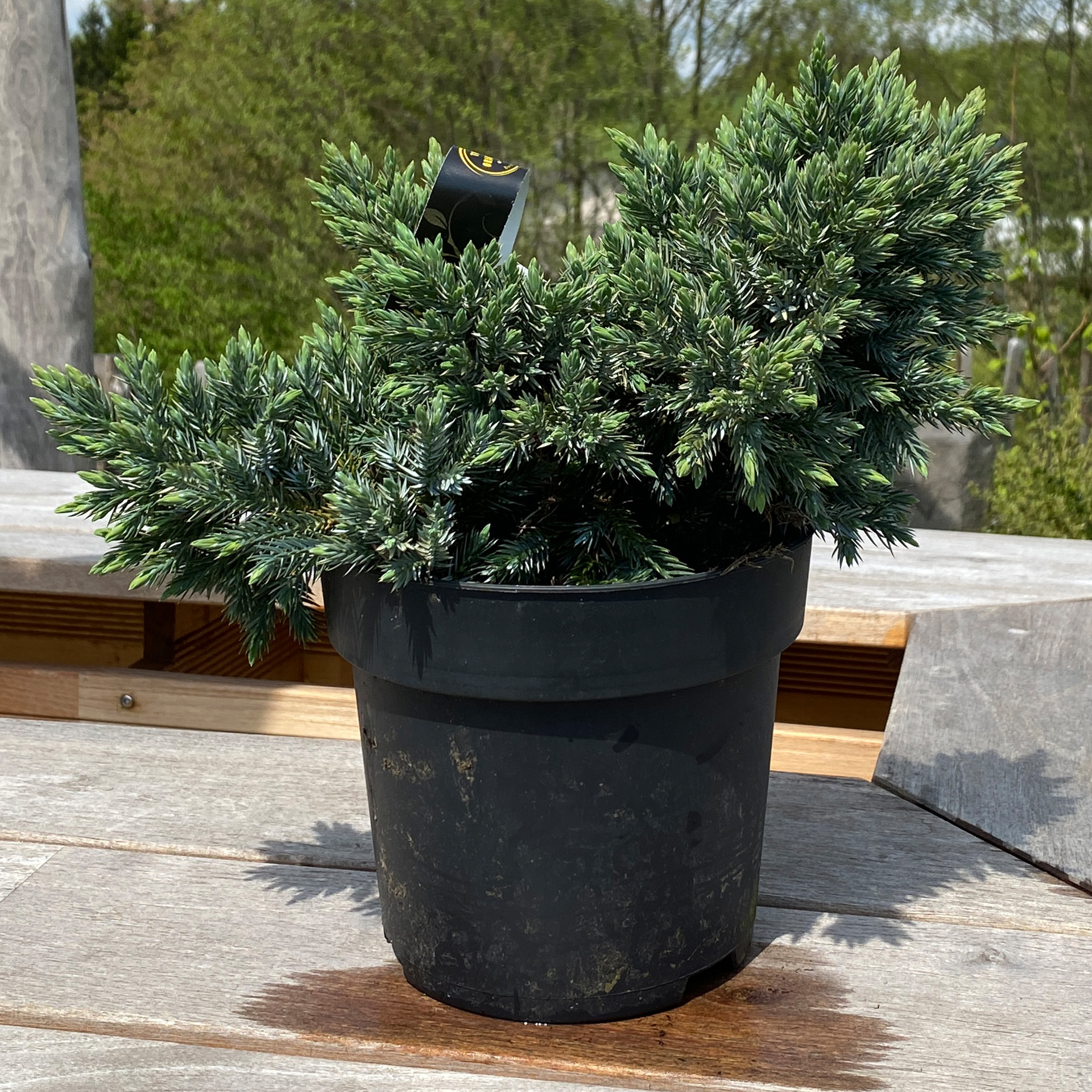 Blauer Zwergwacholder Konifere Heckenpflanze Strauch