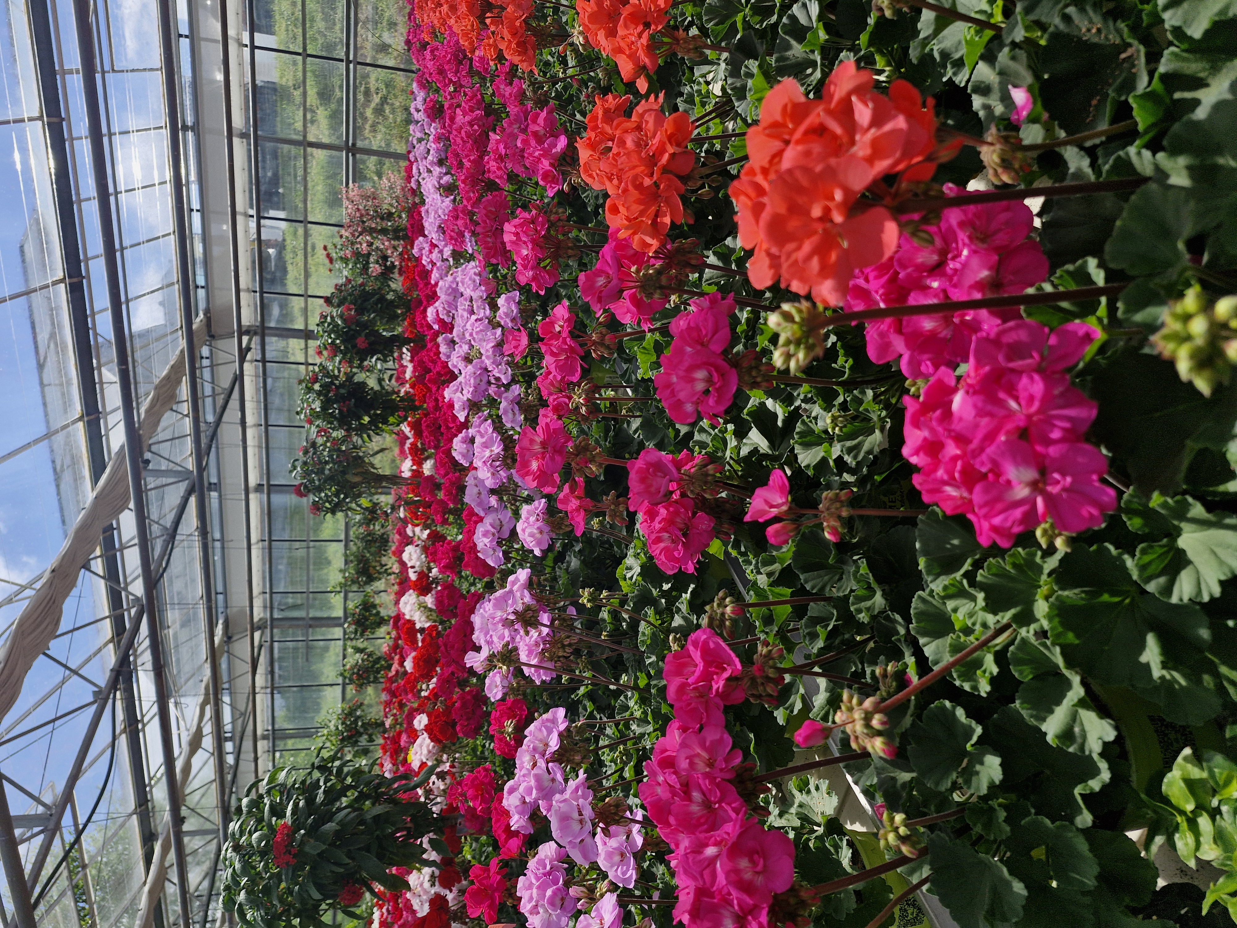 gärtnerei, blumen, geranien, farbwechsel, pflanzenbeet