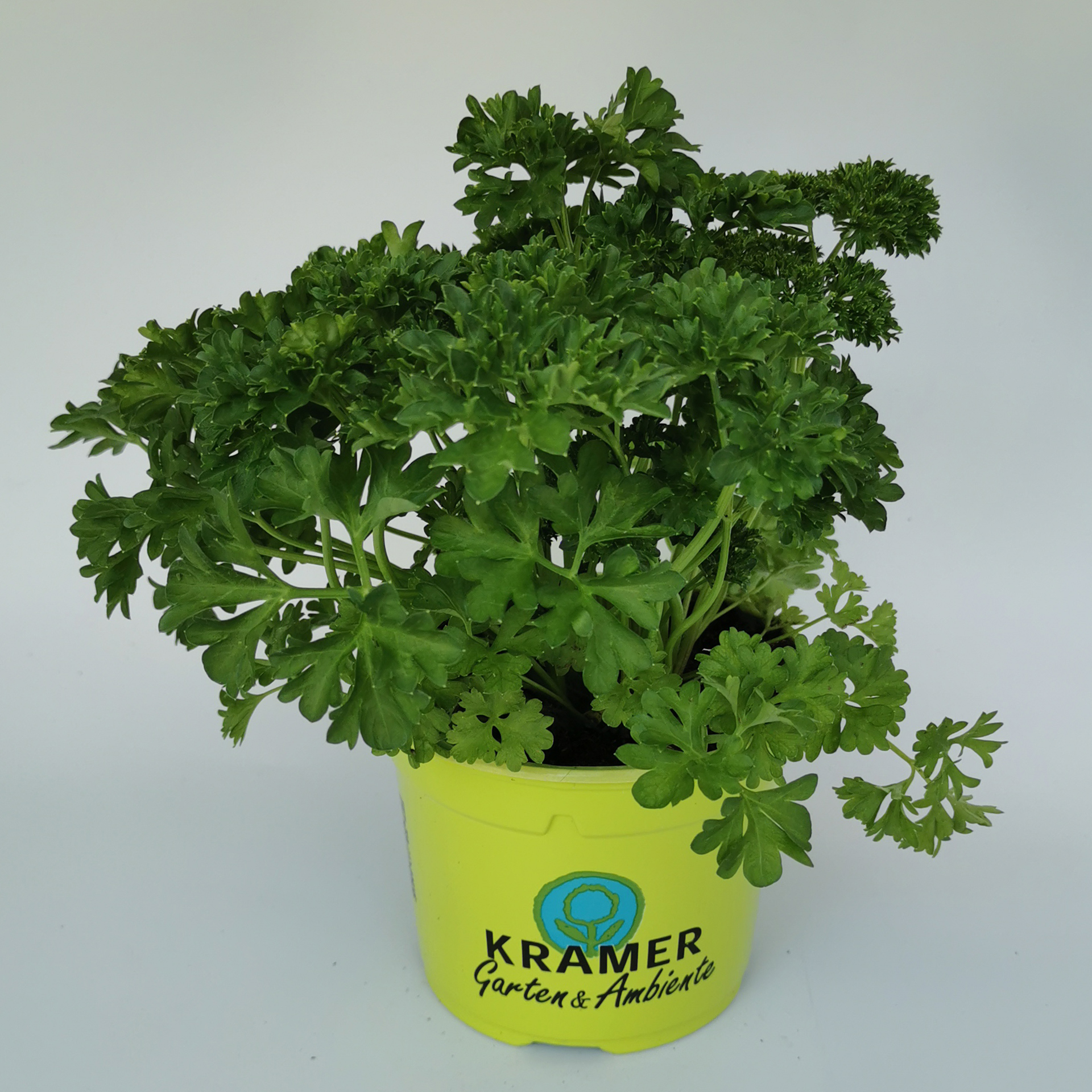 Petersilie 'Grandeur®' kraus - Petroselinum crispum, 12cm Topf
