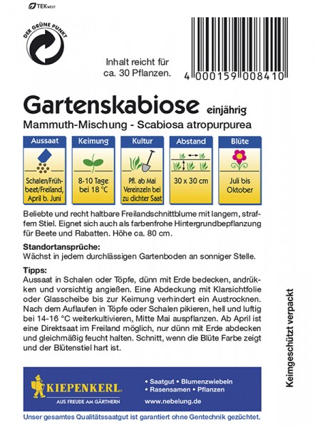 Gartenskabiose Mammuth-Mischung